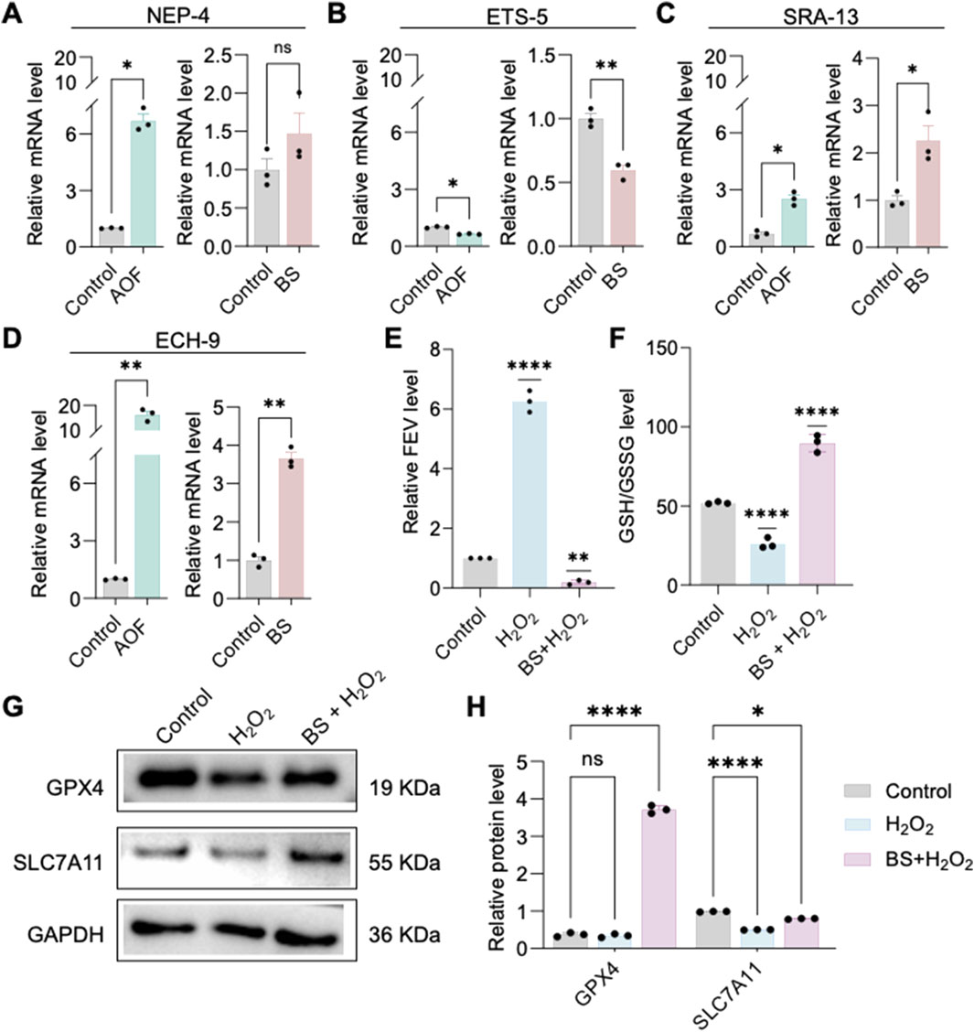 Graphs illustrate effects on mRNA and protein levels under different conditions. Panels A-D show relative mRNA levels of NEP-4, ETS-5, SRA-13, and ECH-9, respectively, comparing Control, AOF, and BS treatments. Panel E depicts FEV levels and Panel F shows GSH/GSSG levels with treatments of Control, H₂O₂, and BS+H₂O₂. Panel G displays protein bands for GPX4, SLC7A11, and GAPDH, with corresponding sizes. Panel H graphs relative protein levels for GPX4 and SLC7A11 under Control, H₂O₂, and BS+H₂O₂ conditions. Markers indicate statistical significance.