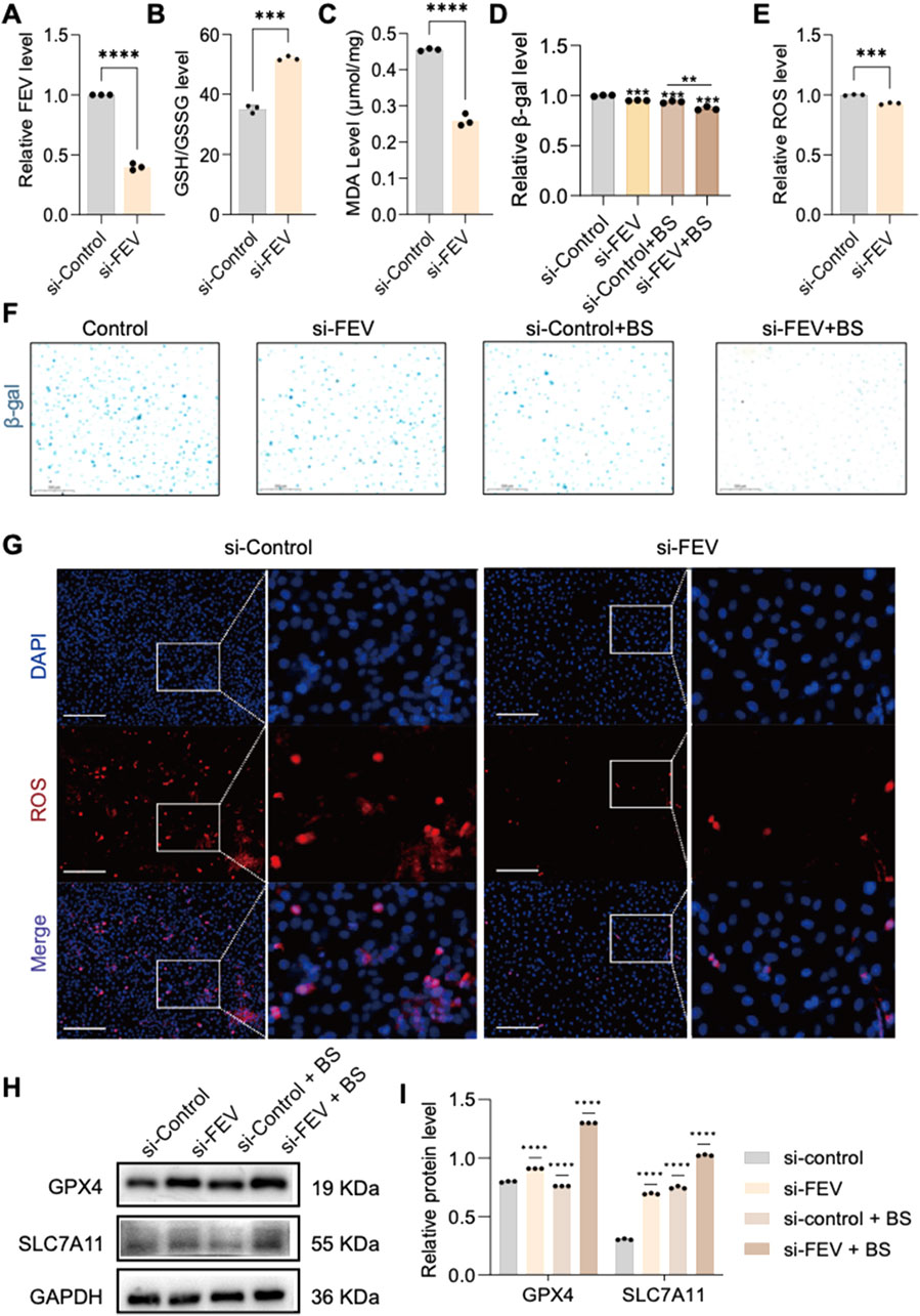 Charts and images depict the effects of various treatments on cellular markers. Panels A-E show bar graphs comparing different levels: FEV, GSH/GSSG, MDA, β-gal, and ROS across treatments, with significant differences indicated. Panel F displays micrographs illustrating β-gal staining in different conditions. Panel G shows fluorescence images highlighting DAPI and ROS markers in si-Control and si-FEV groups. Panel H and I present Western blot analysis and corresponding bar graphs, indicating relative protein levels of GPX4 and SLC7A11 under different conditions. Significant variations are marked with asterisks in each graph.