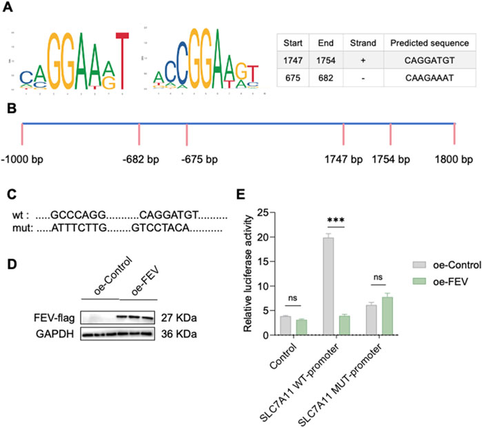 Panel A shows DNA sequence logos with predicted sequences and positions. Panel B illustrates a DNA segment with base pair positions marked. Panel C compares wild type and mutant sequences. Panel D presents a Western blot indicating FEV-flag and GAPDH protein levels. Panel E displays a bar graph of relative luciferase activity comparing oe-Control and oe-FEV conditions with statistical significance markers.