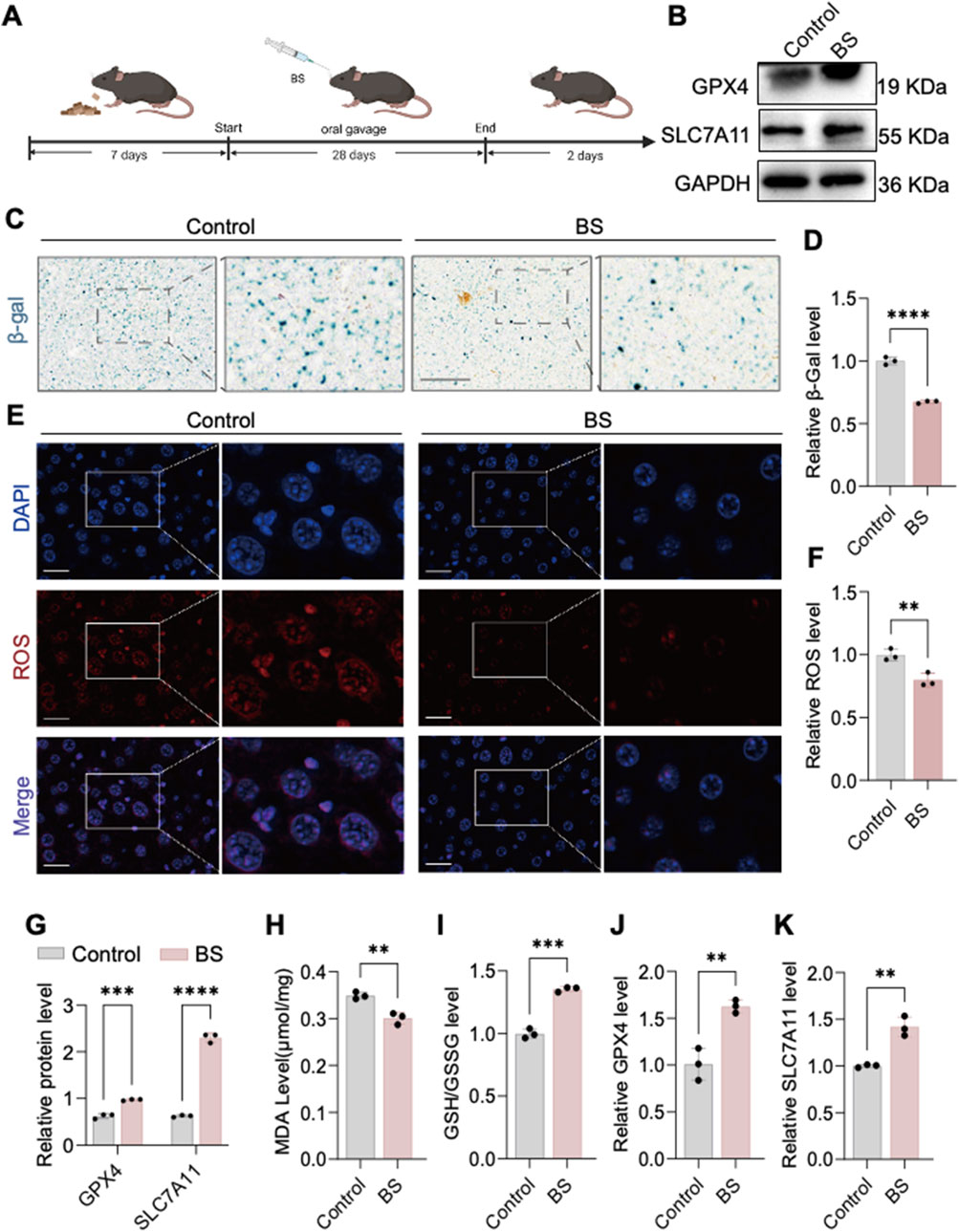 Illustration showing an experiment involving mice treated with a substance (BS) via oral gavage. Panel A displays the timeline. Panel B shows Western blot results for GPX4, SLC7A11, and GAPDH proteins. Panels C and E display β-gal staining and DAPI/ROS staining images, respectively, comparing control and BS treatments. Panels D, F, G, H, I, J, and K show graphs of various biochemical levels, indicating significant differences between control and BS groups, with statistical significance marked by asterisks.