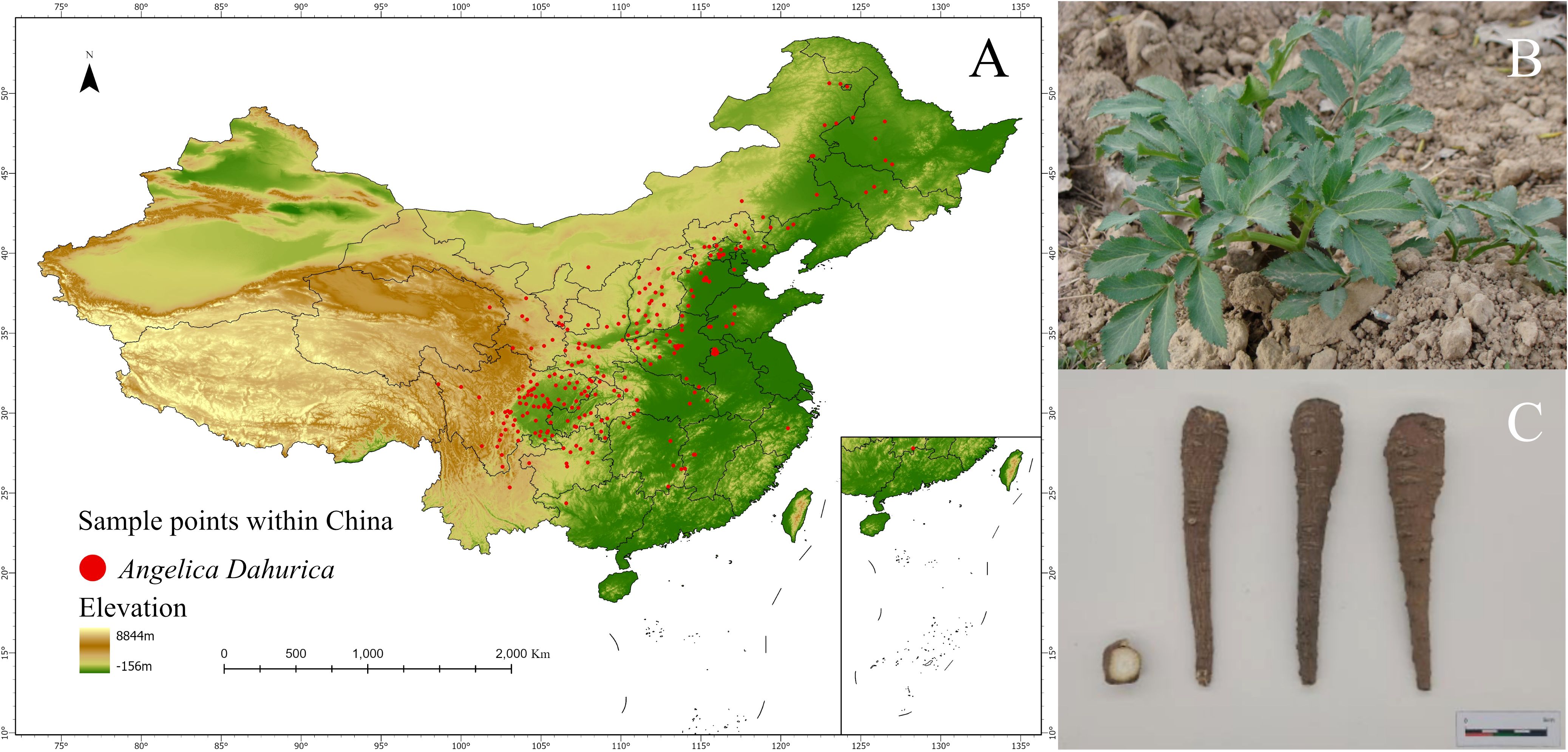 Map of China highlighting elevation and sample points of Angelica Dahurica (Panel A). Image of an Angelica Dahurica plant growing in soil (Panel B). Photo of three Angelica Dahurica roots and a cross-section (Panel C).