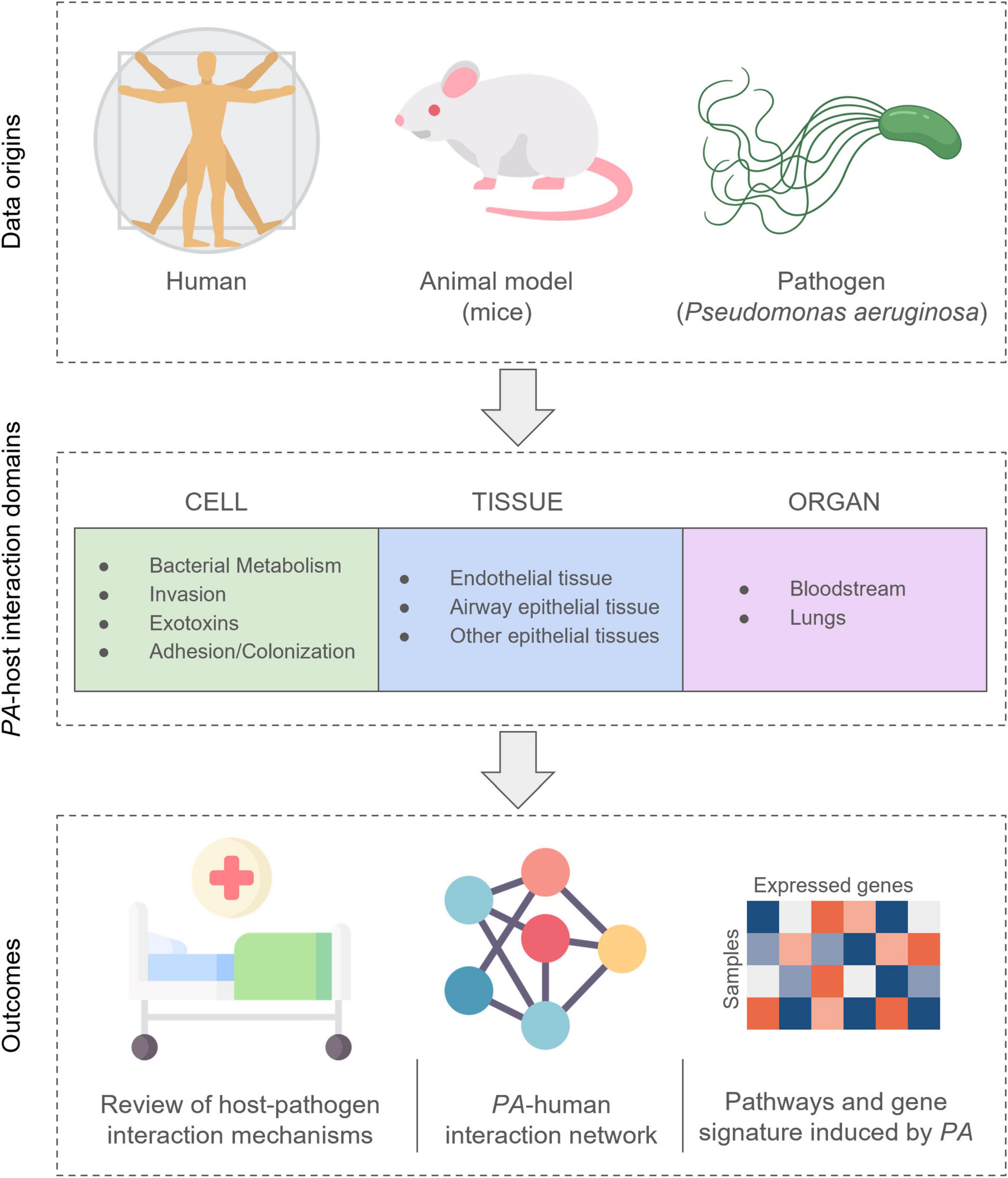 Flowchart illustrating the origins of data from humans, animal models (mice), and the pathogen Pseudomonas aeruginosa. It details PA-host interaction domains at the cell, tissue, and organ levels, highlighting bacterial metabolism, tissue types, and organs affected. Outcomes include a review of host-pathogen interaction mechanisms, PA-human interaction network, and pathways and gene signatures induced by PA.