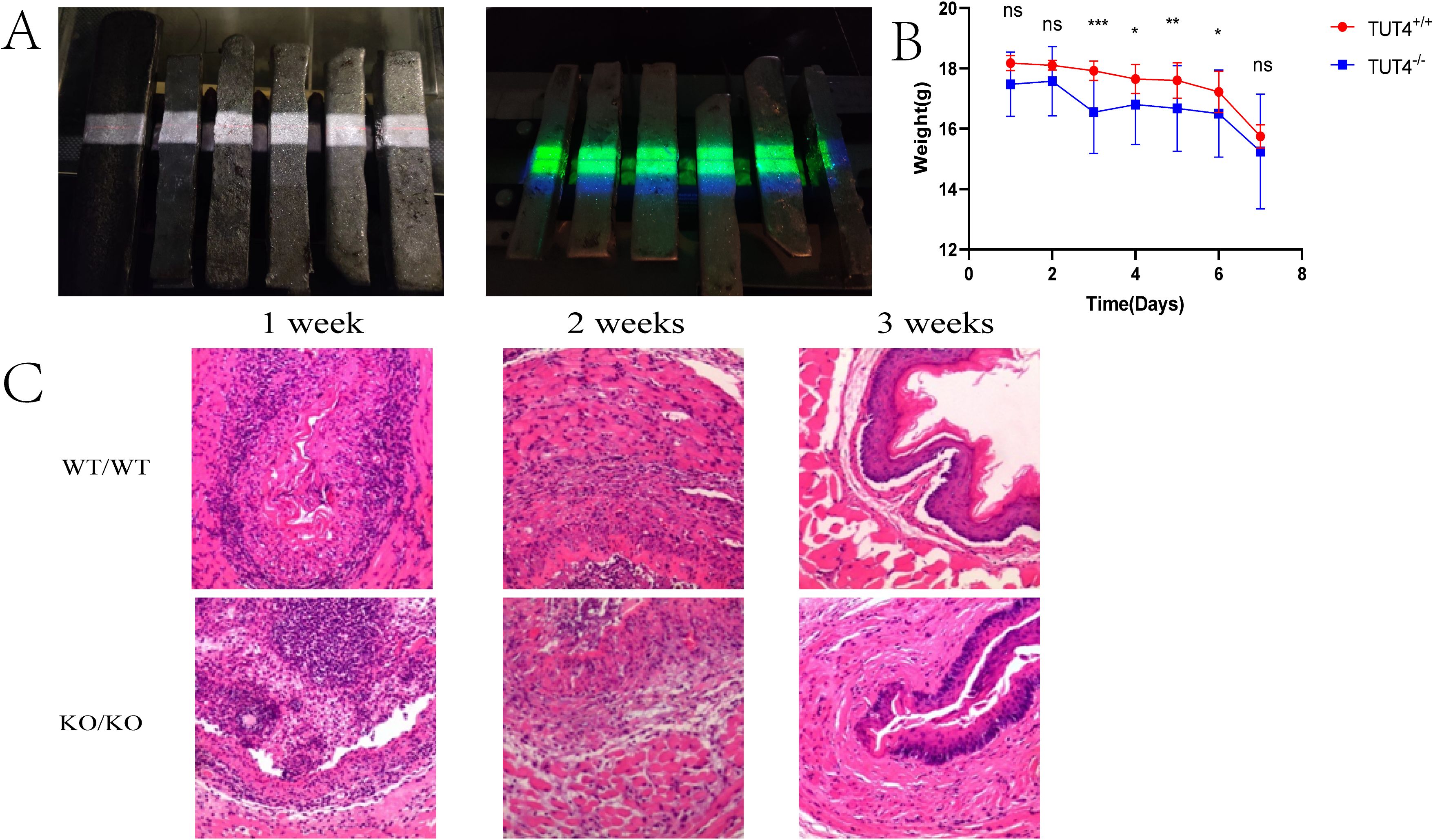 Panel A shows two images of six samples with a distinct layer. The right image highlights samples under UV light with a green glow. Panel B is a line graph comparing the weight of TUT4+/+ and TUT4-/- groups over eight days, indicating significant differences. Panel C presents histological images of WT/WT and KO/KO samples across one, two, and three weeks, showing tissue differences over time.