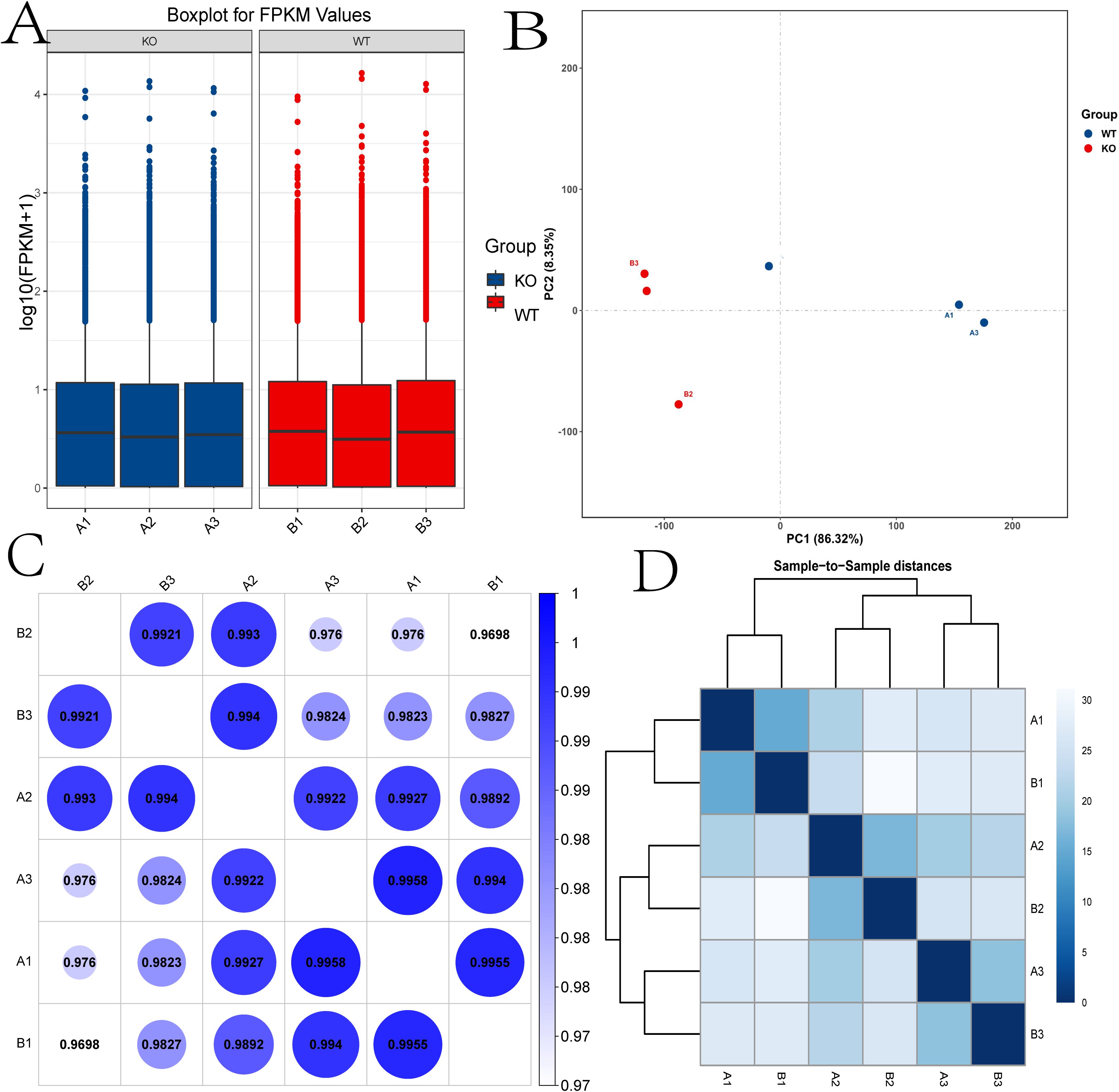 Four sections present data analysis. Section A contains a boxplot of FPKM values for KO and WT groups. Section B displays a PCA plot distinguishing these groups. Section C shows a correlation matrix with pairwise sample correlations. Section D features a heatmap indicating sample-to-sample distances.