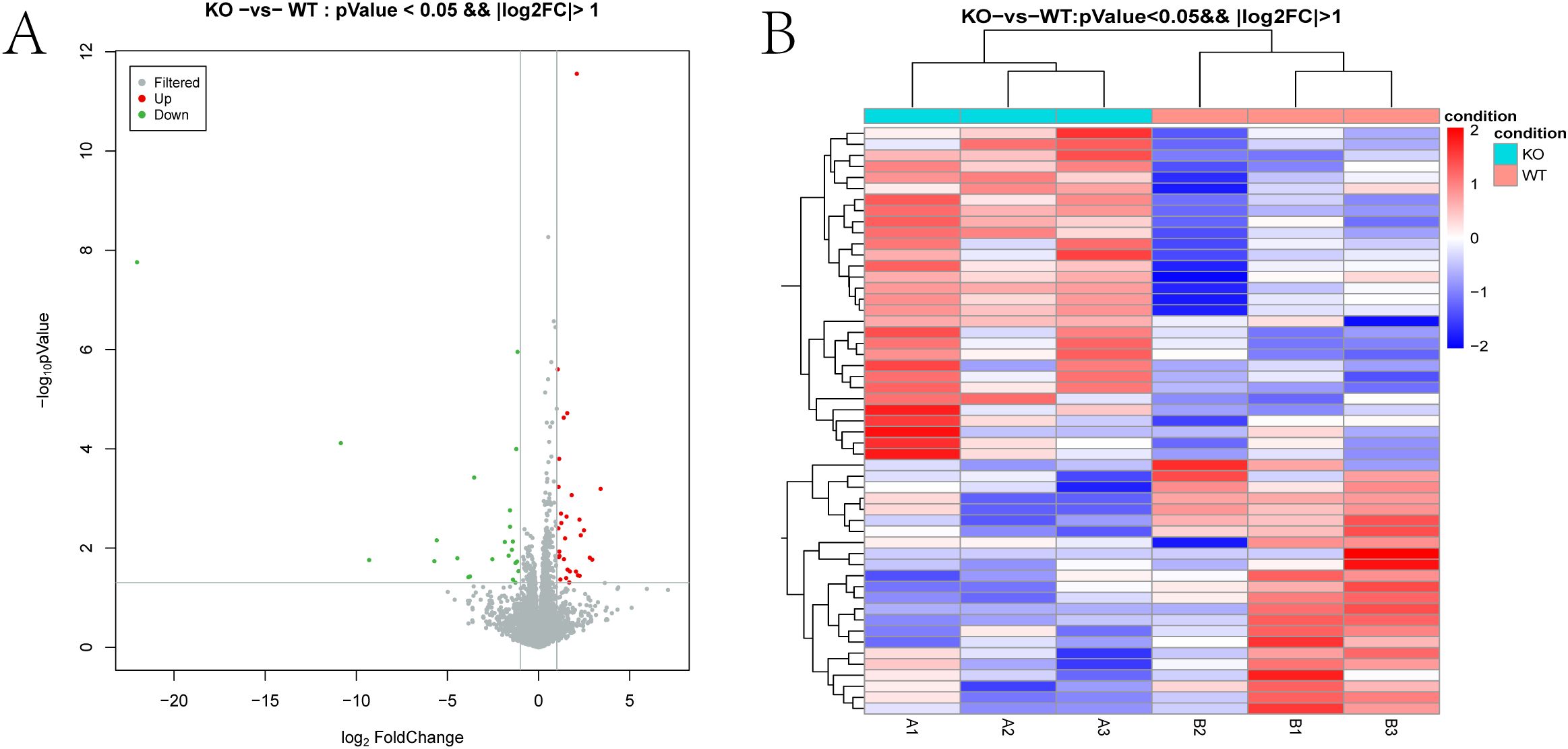 Panel A shows a volcano plot with points colored gray, red, and green, representing filtered, upregulated, and downregulated genes, respectively, on axes of log₂ fold change and negative log₁₀ p-value. Panel B displays a heat map using a color gradient from blue to red, indicating gene expression levels in KO and WT conditions. The dendrogram at the top shows hierarchical clustering.