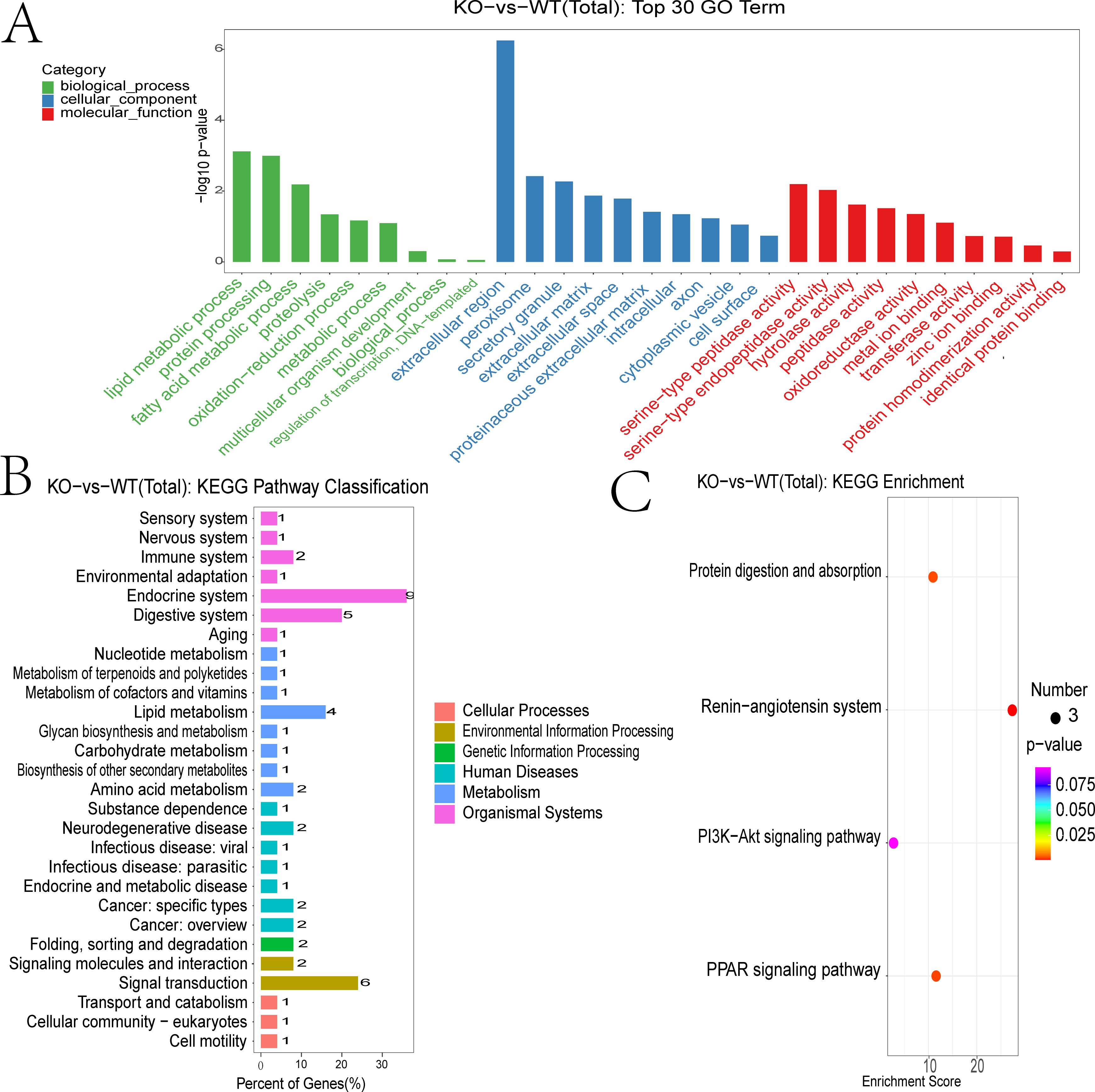 Three panels display different analyses between knockout (KO) and wild type (WT) groups: A. Bar chart of the top 30 Gene Ontology (GO) terms categorized by biological process, cellular component, and molecular function. B. KEGG Pathway Classification showing various pathways with bar lengths indicating gene percentages. C. KEGG Enrichment dot plot highlighting pathways like protein digestion, renin-angiotensin system, with dot size representing the number of genes and color indicating p-values.