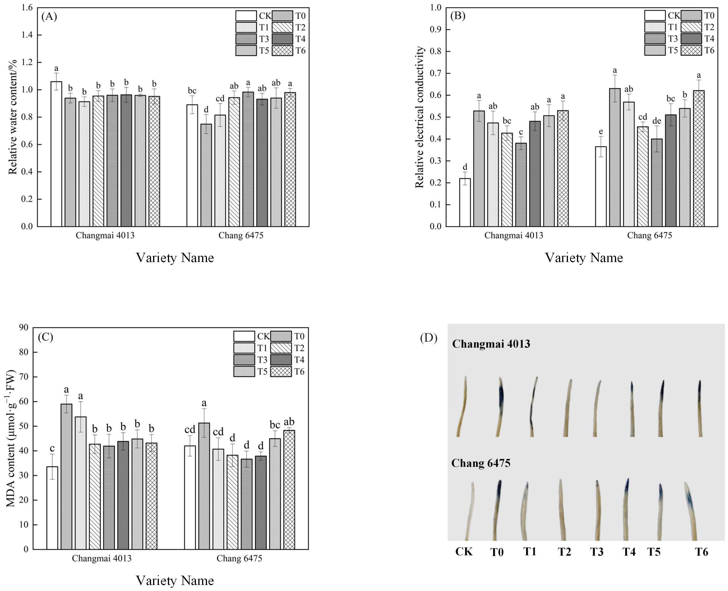 Comparative analysis of Changmai 4013 and Chang 6475 wheat varieties. Panel A: Bar chart of relative water content (%) across treatments (CK, T0-T6). Panel B: Relative electrical conductivity measurements. Panel C: Malondialdehyde (MDA) content in μmol/g. Panel D: Photographic comparison of leaf morphology under different treatments. All charts use color-coded bars with Duncan's test letters (a, b, c) denoting statistical significance (p<0.05).