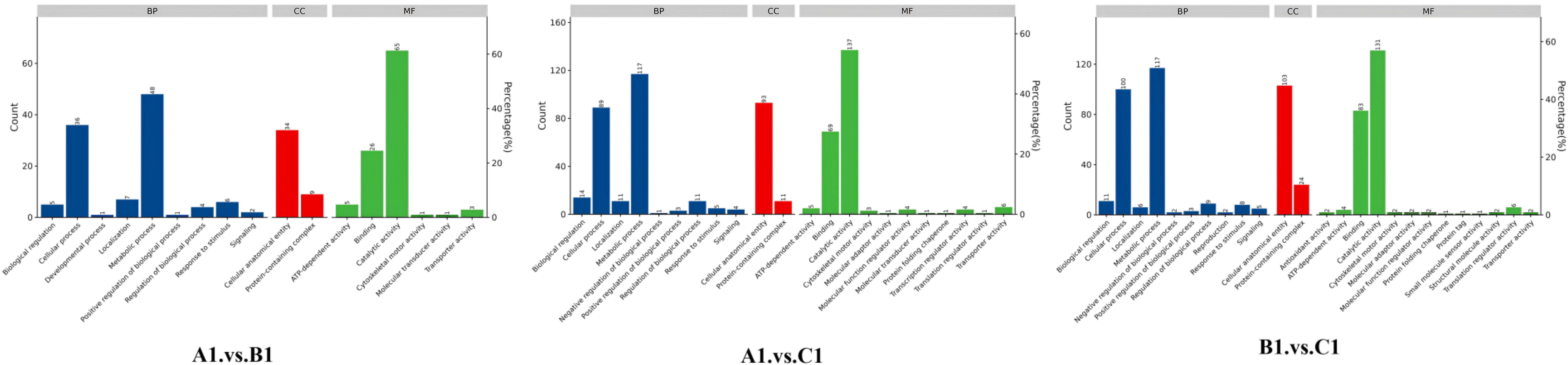 Three bar charts compare gene ontology categories across different experimental conditions labeled A1 vs. B1, A1 vs. C1, and B1 vs. C1. Each chart includes three sections: Biological Process (BP), Cellular Component (CC), and Molecular Function (MF). The blue bars represent BP, red bars represent CC, and green bars represent MF. Counts and percentages are displayed on the Y-axes. Each section's bars vary in height, indicating differing counts and percentages for each gene ontology category.