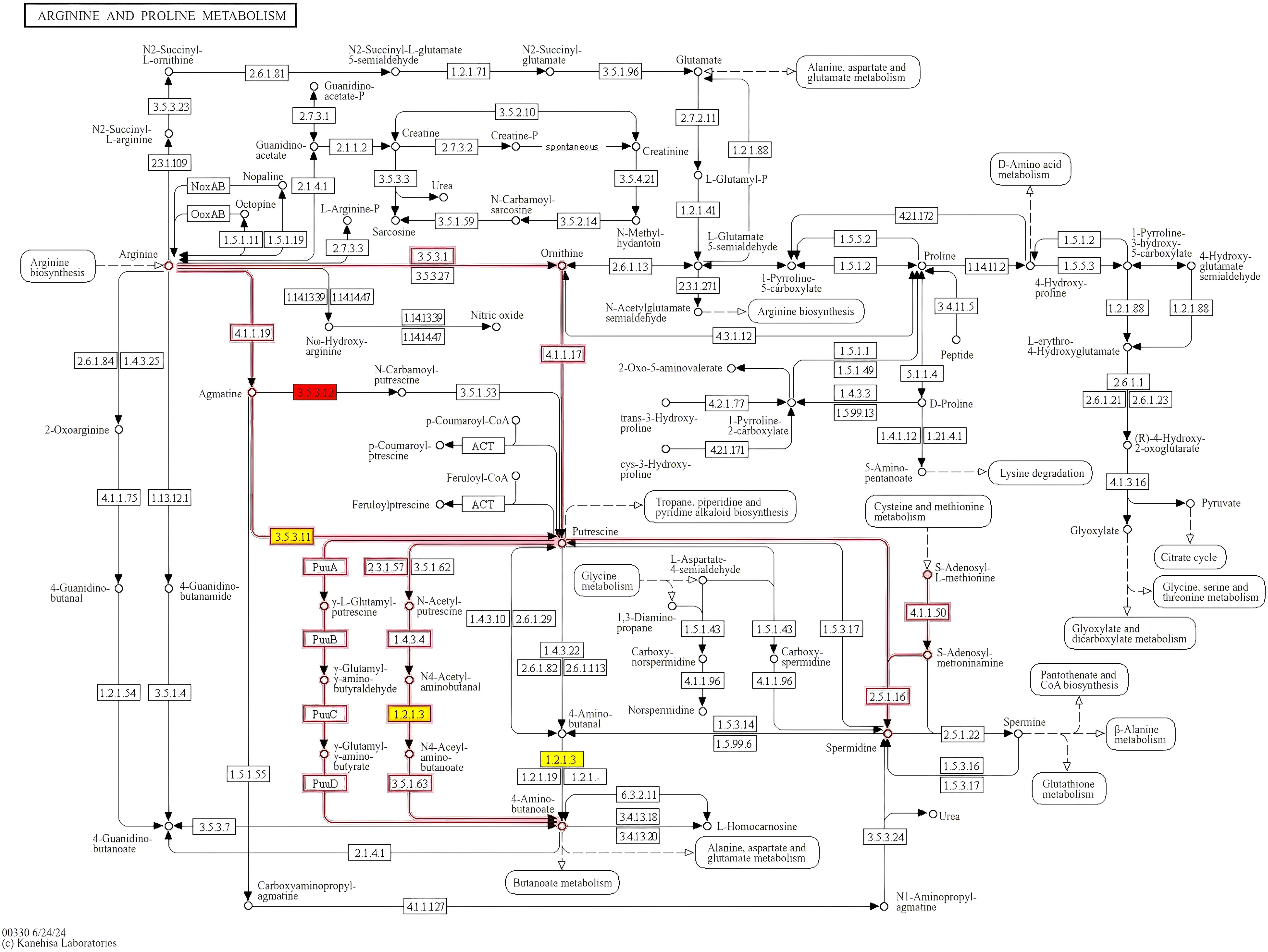 Flowchart of arginine and proline metabolism pathways detailing the conversion of molecules like arginine, ornithine, and proline. It includes enzymes, metabolites, and connections to other metabolic pathways such as lysine degradation and alanine metabolism. Specific pathways are highlighted in red and yellow, indicating key reactions or regulatory points, with several enzymes labeled by numbers.