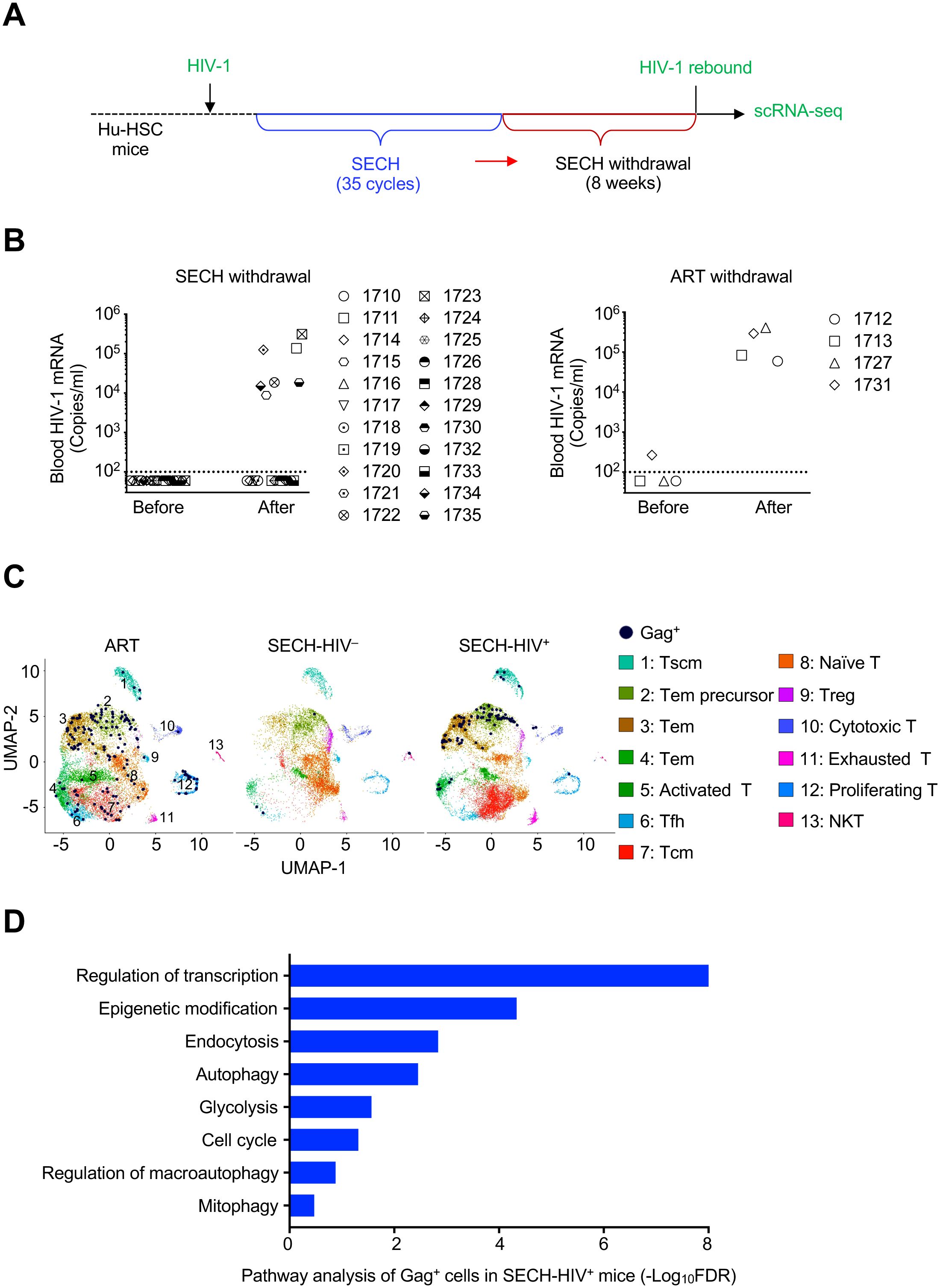 Diagram showing parts of a study on HIV-1 rebound in mice. Panel A outlines the experimental timeline involving HIV-1 infection, SECH cycles, and withdrawal. Panel B displays graphs of blood HIV-1 mRNA levels before and after SECH and ART withdrawal. Panel C presents UMAP plots of cell types across treatment conditions, with a color-coded legend for different T cell types. Panel D features a bar graph of pathway analysis for Gag positive cells in SECH-HIV positive mice, highlighting processes like transcription regulation and epigenetic modification.