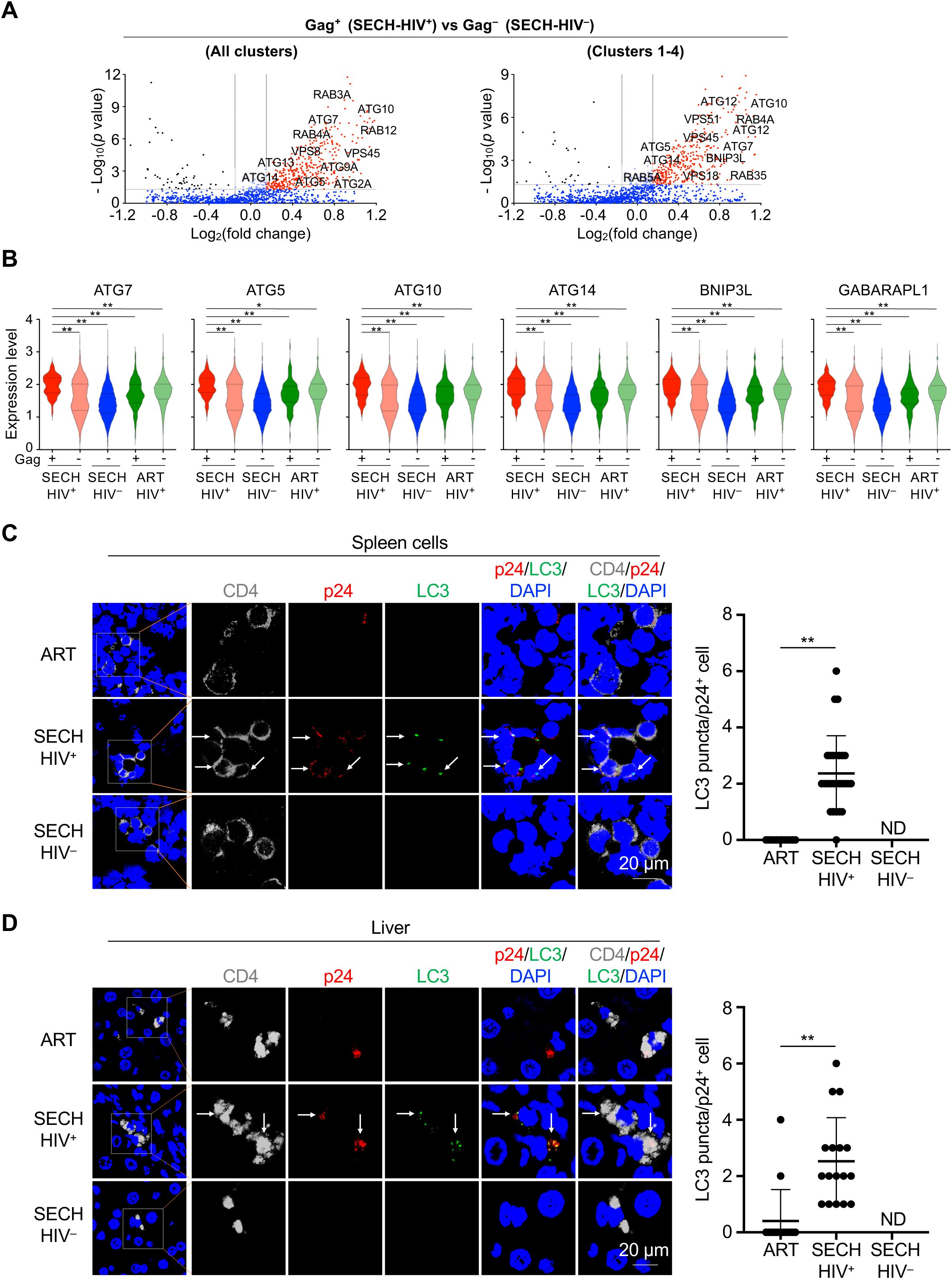 A composite scientific figure with four panels. Panel A shows a pair of scatter plots comparing gene expression between SECH-HIV positive and negative groups across various clusters, highlighting genes like RAB3A and ATG7. Panel B illustrates violin plots of expression levels for genes ATG7, ATG5, ATG10, ATG14, BNIP3L, and GABARAPL1 across different treatment groups, with significant differences indicated. Panel C presents fluorescent microscopy images of spleen cells, showing markers like CD4, p24, and LC3, with a graph quantifying LC3 puncta in p24 positive cells. Panel D displays similar data for liver cells with corresponding microscopy images and graph. Scale bars are included.