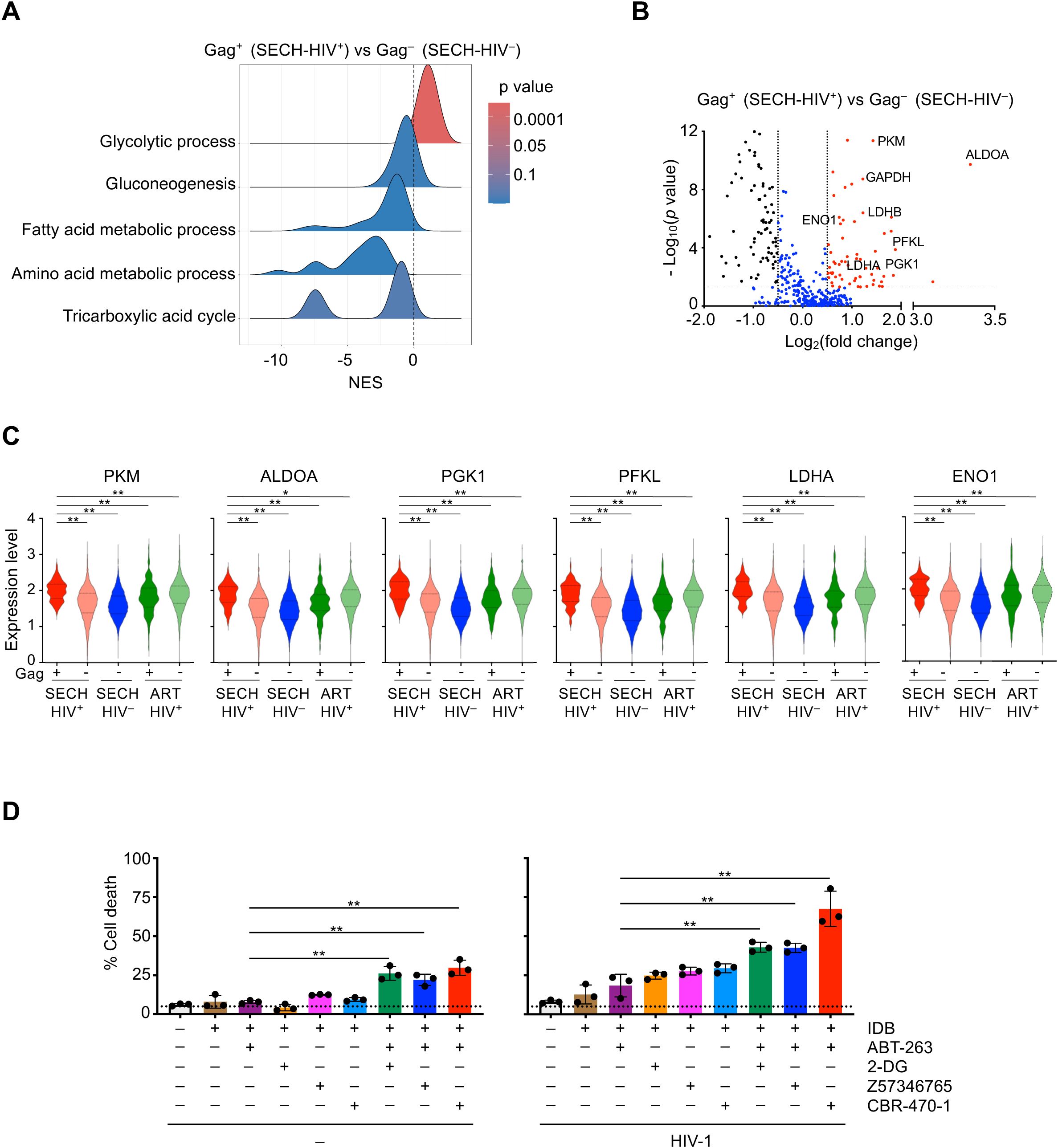 Panel A shows a ridge plot illustrating normalized enrichment scores (NES) for various metabolic processes with p-values indicating significance. Panel B presents a volcano plot comparing log2 fold changes and significance of gene expressions, highlighting specific genes. Panel C features violin plots displaying expression levels of metabolic genes like PKM and ALDOA under different conditions. Panel D depicts bar graphs showing percentage cell death across multiple treatments and HIV conditions, with significance indicated by asterisks.