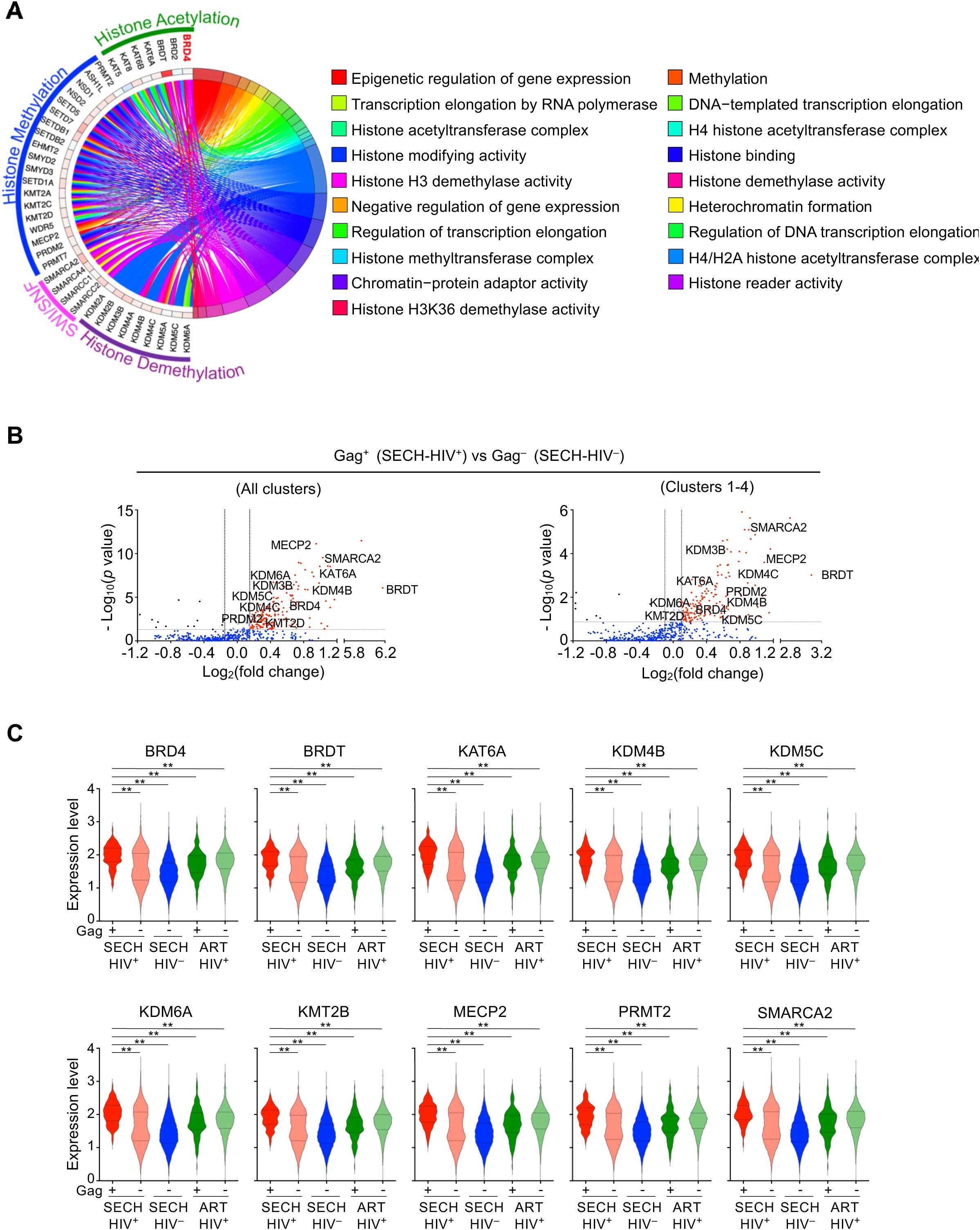 A: A circular diagram displays gene expression categories, each represented by different colors. Categories include histone methylation, acetylation, and demethylation activities, among others. B: Two scatter plots show gene expression analysis, comparing Gag-positive and Gag-negative samples. Specific genes like MECP2 and BRD4 are highlighted. C: Multiple violin plots depict expression levels of genes such as BRD4, BRDT, and MECP2 across different conditions, with significant differences marked by asterisks.