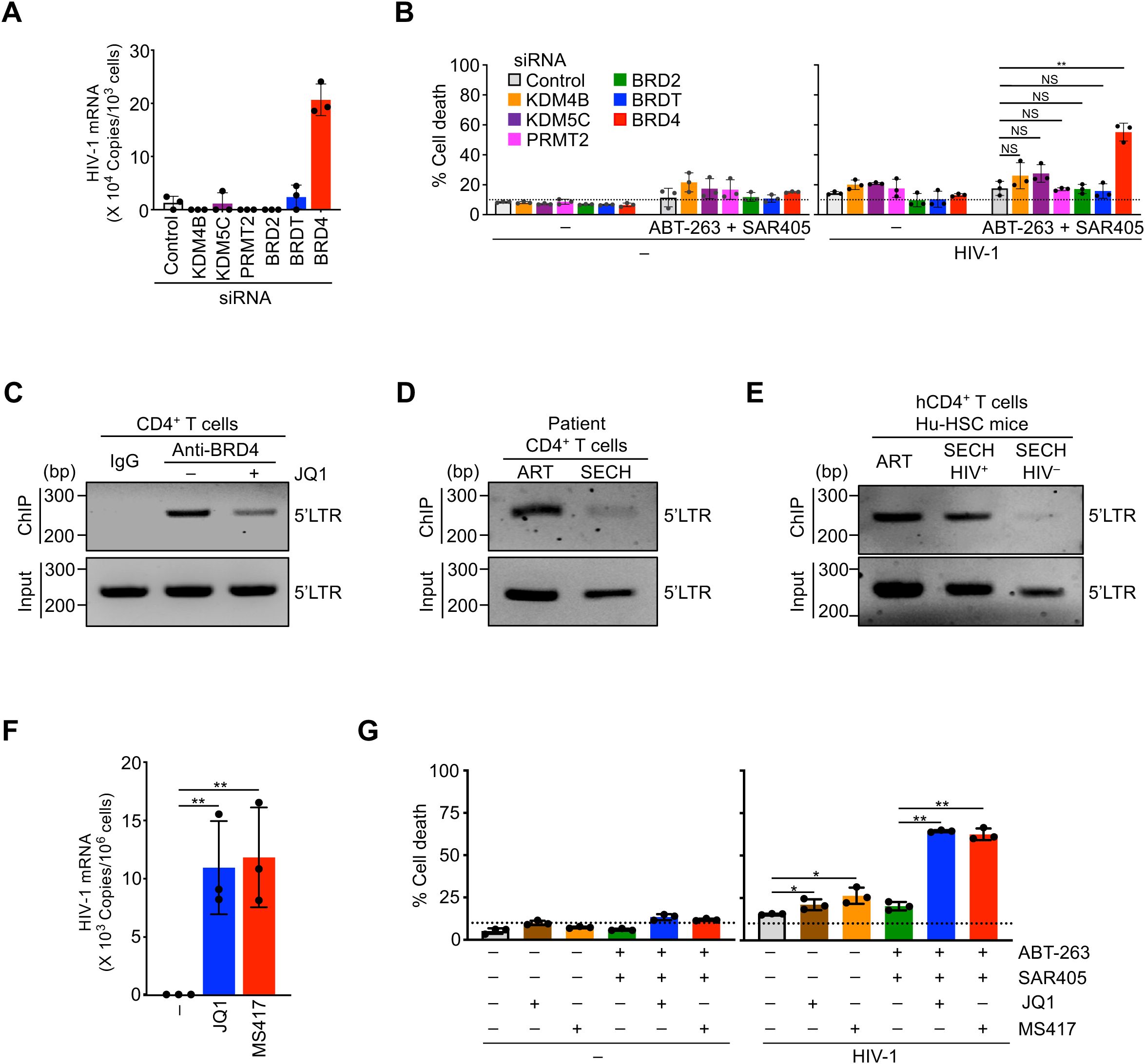 A composite of scientific graphs and data visualizations showing the effects of various inhibitors on HIV-1 mRNA expression and cell death in CD4+ T cells. Panel A displays a bar graph comparing HIV-1 mRNA levels after treatment with different siRNAs, highlighting a significant increase with BRD4. Panel B shows percentage cell death under various conditions, noting statistical significance with HIV-1 infection and different treatments. Panels C, D, and E include ChIP assay results demonstrating BRD4 binding at the 5' LTR region under different conditions. Panel F presents a bar graph showing the effect of JQ1 and MS417 on HIV-1 mRNA levels. Panel G illustrates cell death percentages with various combinations of inhibitors and HIV-1. Statistical significance is indicated with asterisks.