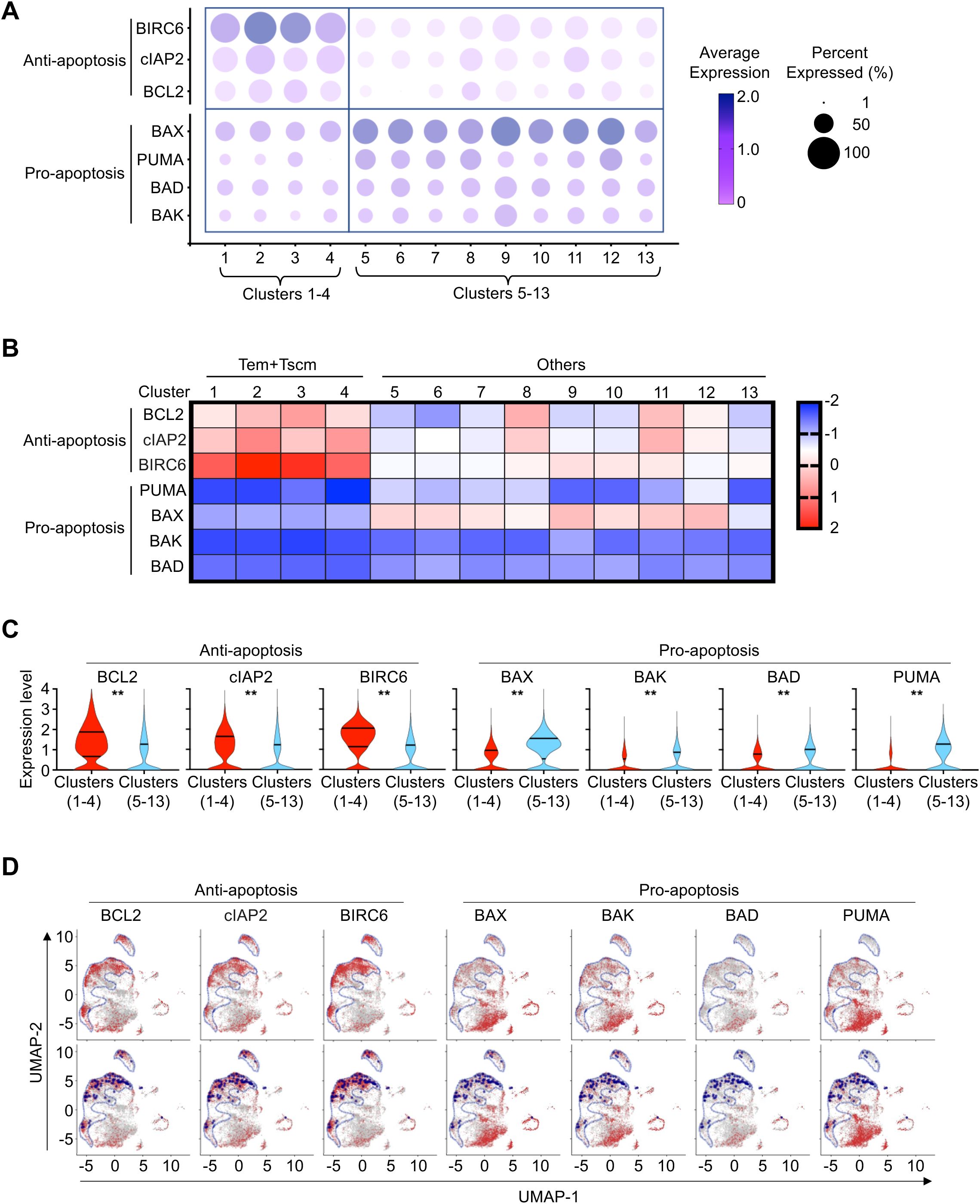 Panel A shows a dot plot of gene expression for anti-apoptosis and pro-apoptosis markers across clusters. Panel B presents a heatmap illustrating expression levels in various clusters. Panel C displays violin plots showing expression levels of specific genes in anti-apoptosis and pro-apoptosis categories across different clusters. Panel D provides UMAP visualizations for each gene, highlighting expression patterns in low-dimensional space.