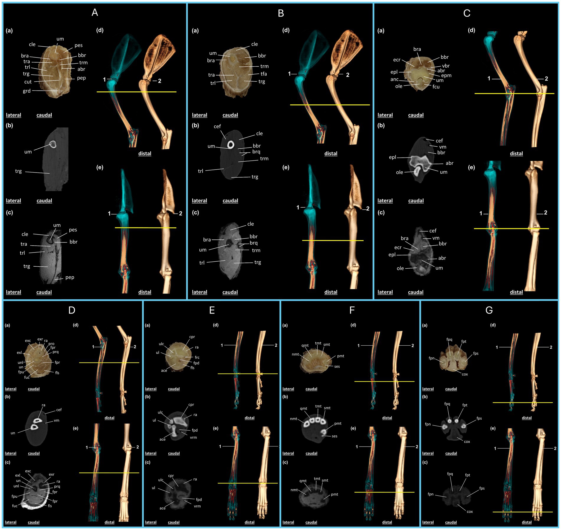 Composite image showing anatomical transverse slice diagrams and 3D models of the thoracic limb, arranged from proximal to distal and labeled A to G. Each transverse slice presents a caudal view with abbreviations for anatomical structures, providing a comprehensive analysis of the thoracic limb. Each panel contains several subfigures labeled (a) to (e), illustrating plastinated slices, CT and MRI images, and the 3D models corresponding to the studied region. Yellow lines indicate the anatomical levels of the transverse slices along the limb.