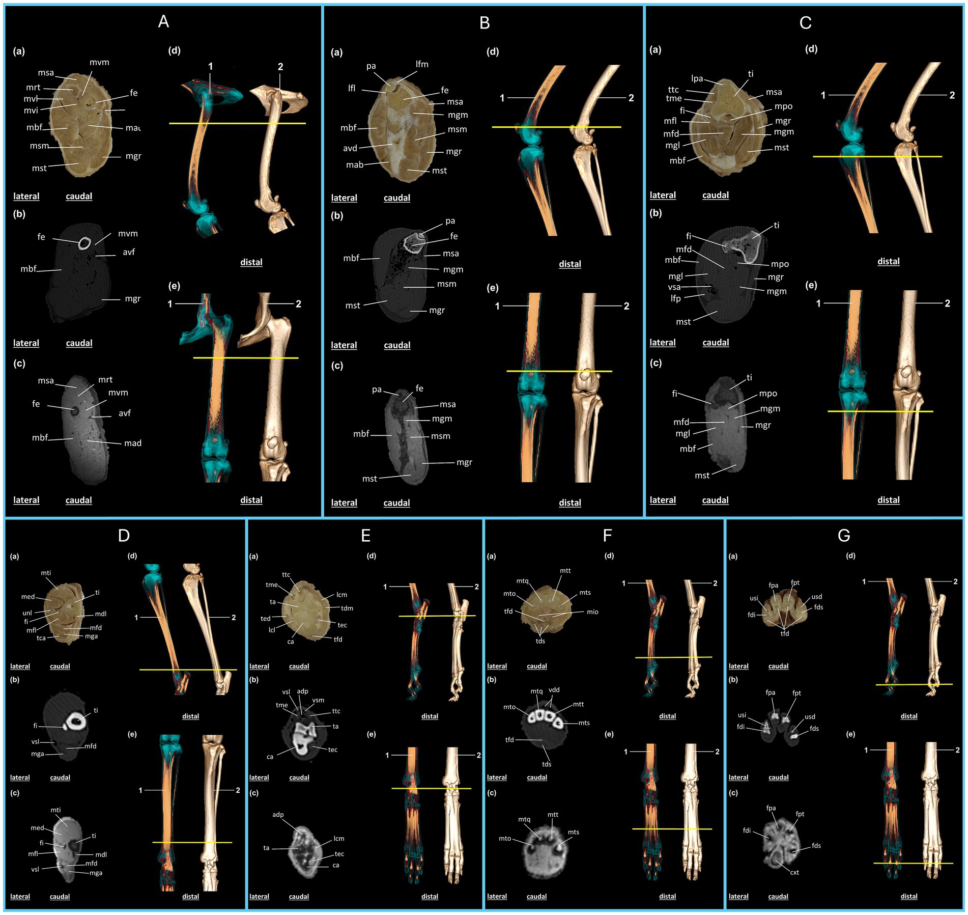 Composite image showing anatomical transverse slice diagrams and 3D models of the pelvic limb, arranged from proximal to distal and labeled A to G. Each transverse slice presents a caudal view with abbreviations for anatomical structures, offering a detailed overview of the pelvic limb anatomy. Each panel includes subfigures labeled (a) to (e), illustrating plastinated slices, CT and MRI images, and the 3D models of the corresponding anatomical region. Yellow lines indicate the levels of transverse slicing along the limb.