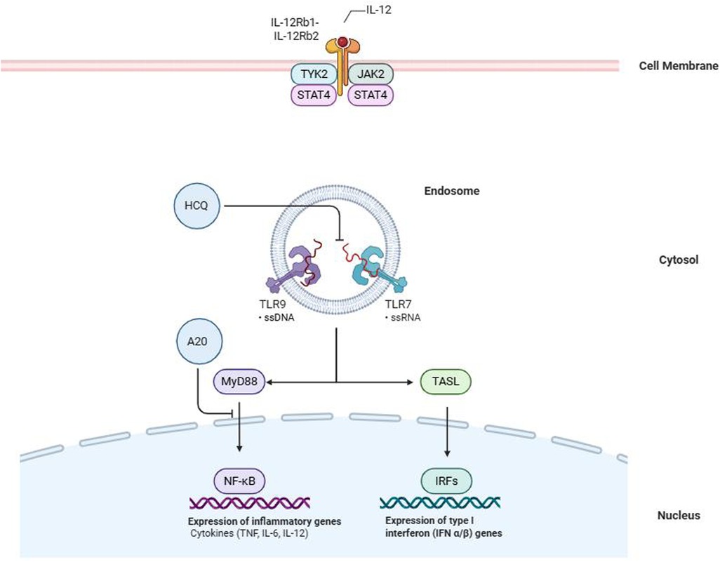 Schematic diagram showing the signaling pathway involving IL-12 receptor on the cell membrane with TYK2 and JAK2, leading to STAT4 activation. Inside the endosome, TLR9 binds to ssDNA and TLR7 binds to ssRNA, inhibited by HCQ. A20 and MyD88 are involved in the downstream pathway, affecting NF-kB and IRFs, leading to cytokine and interferon gene expression in the nucleus.