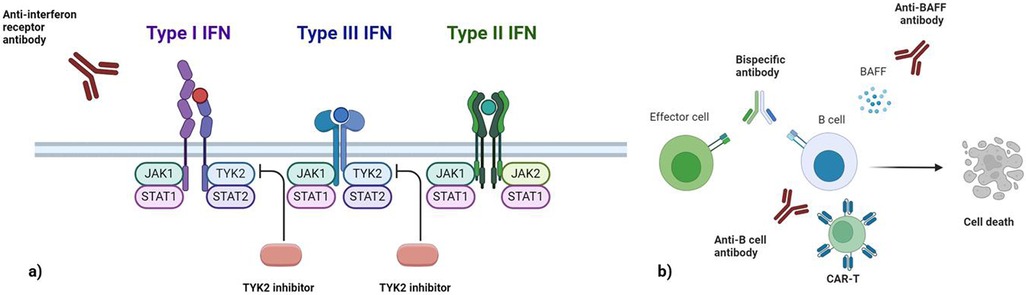 Diagram illustrating two panels related to immune response mechanisms. Panel a depicts types I, II, and III interferon receptors with associated JAK-STAT pathways, showing the inhibition points for TYK2. Panel b illustrates various antibodies, including bispecific, anti-BAFF, and anti-B cell antibodies, acting on B cells, leading to cell death, with explanations involving effector cells and CAR-T cells.