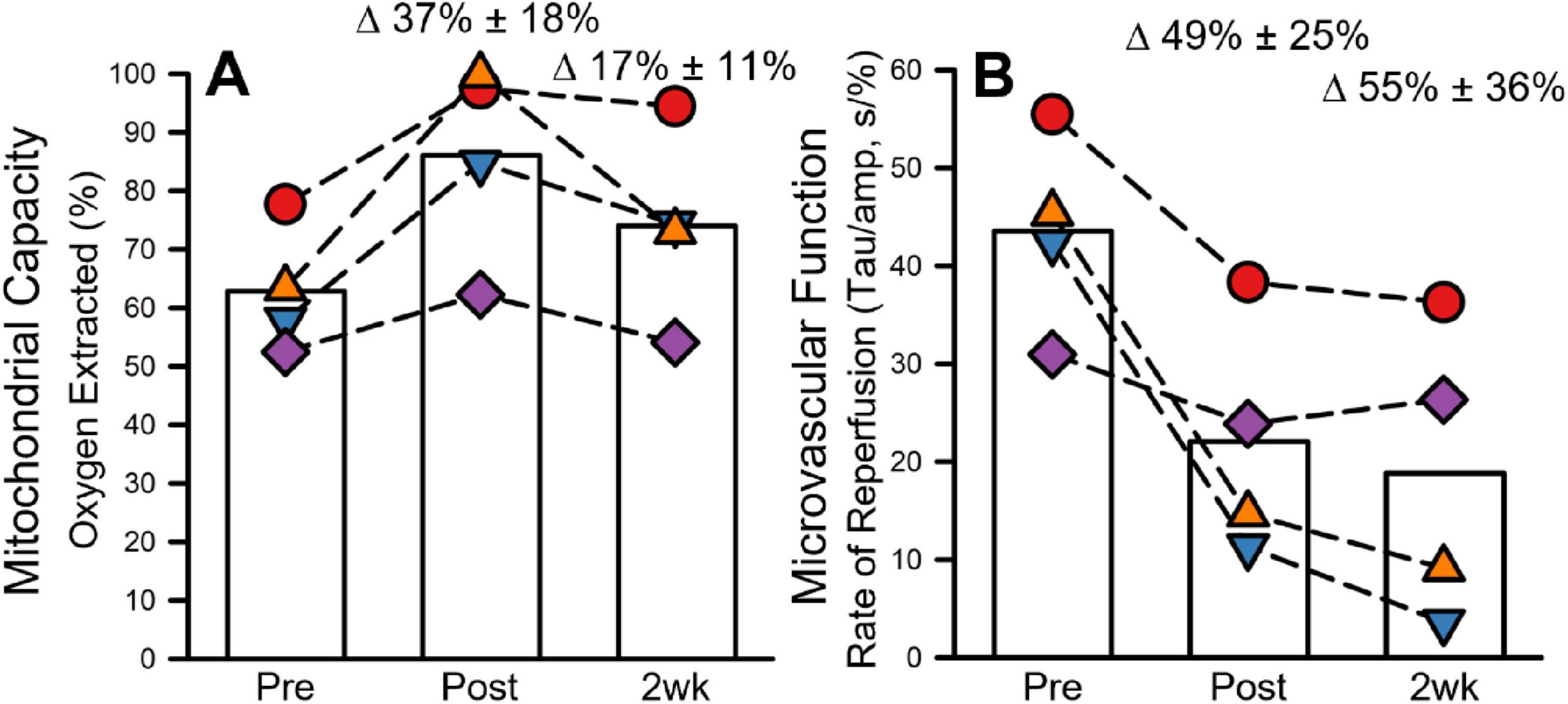 Bar graphs labeled A and B compare mitochondrial capacity and microvascular function over three time points: Pre, Post, and 2 weeks. Graph A shows an increase in oxygen extraction from Pre to Post with a slight decrease at 2 weeks, while Graph B shows a decrease in reperfusion over time. Data points are connected by dashed lines, indicating trends, with percentage changes noted at the top of each graph.