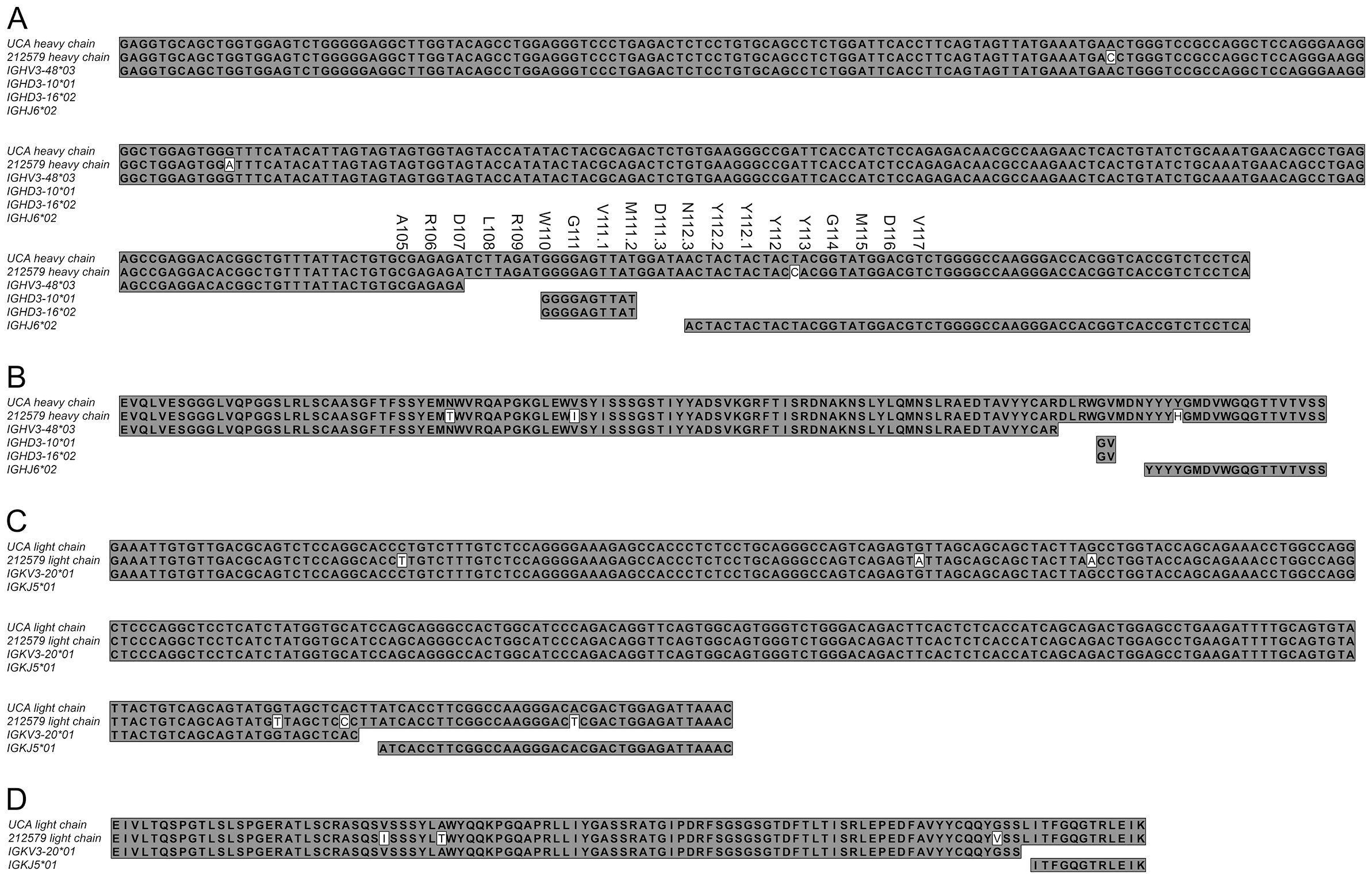 Sequences of heavy and light chains are displayed in sections labeled A, B, C, and D. Each section compares sequences labeled “UCA” and “212579” with reference sequences. Differences between sequences are highlighted, showing nucleotide variations in sequence alignment for analysis.