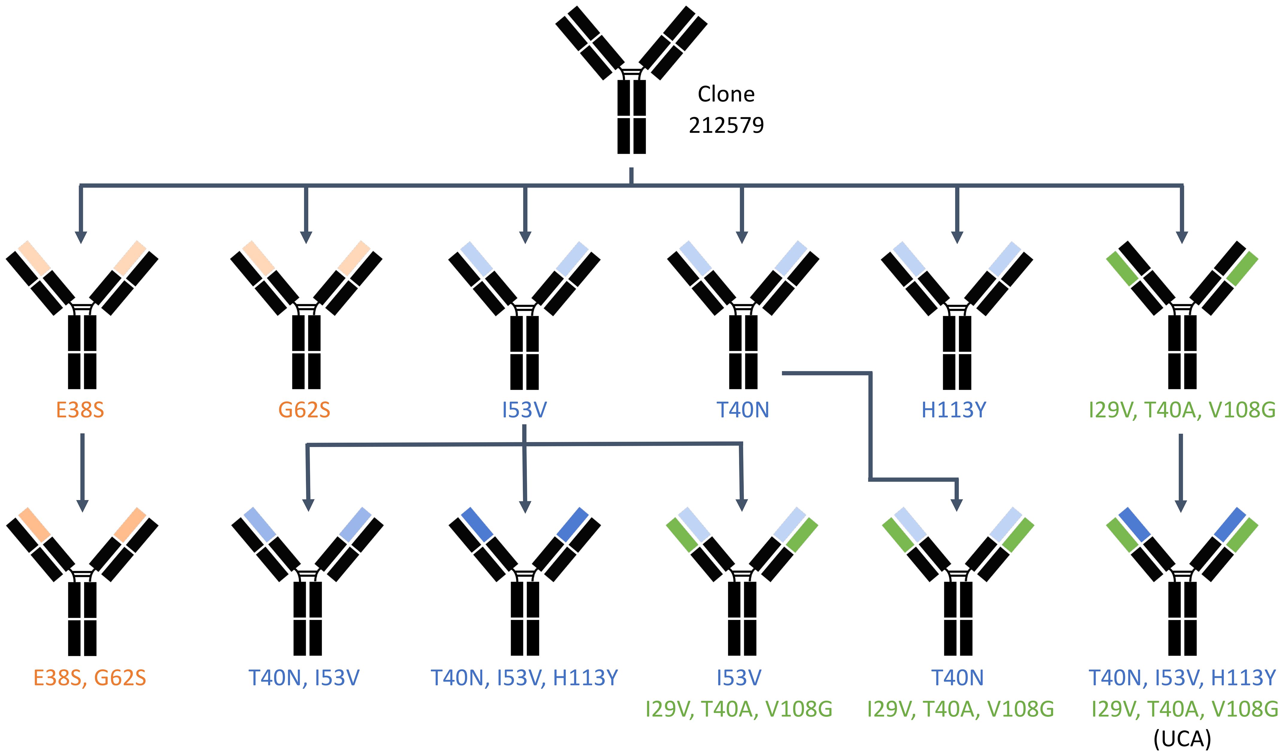 Diagram of experimental development of variants of clone 212579. Antibodies are depicted with variations in residues: E38S, G62S, I53V, T40N, H113Y, I29V, T40A, V108G with subsequent combinations resulting in multiple variants and an ultimate form labeled UCA.