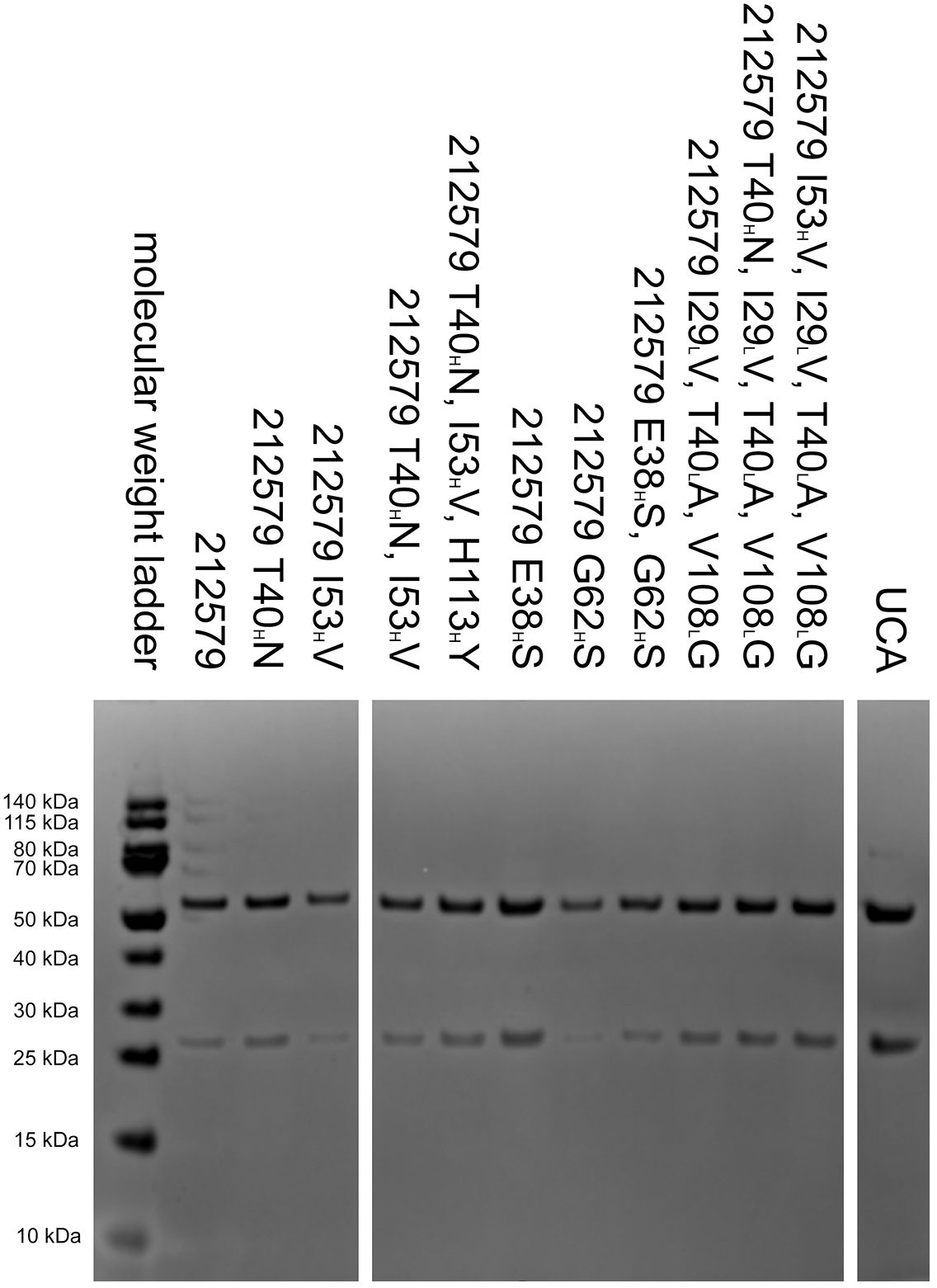 Gel electrophoresis image showing protein bands for different variants labeled above each lane. Molecular weight marker is on the left, with markers at 140, 115, 80, 70, 50, 40, 30, 25, 15, and 10 kDa. Variants labeled include different amino acid substitutions. Each lane displays distinct protein band patterns.