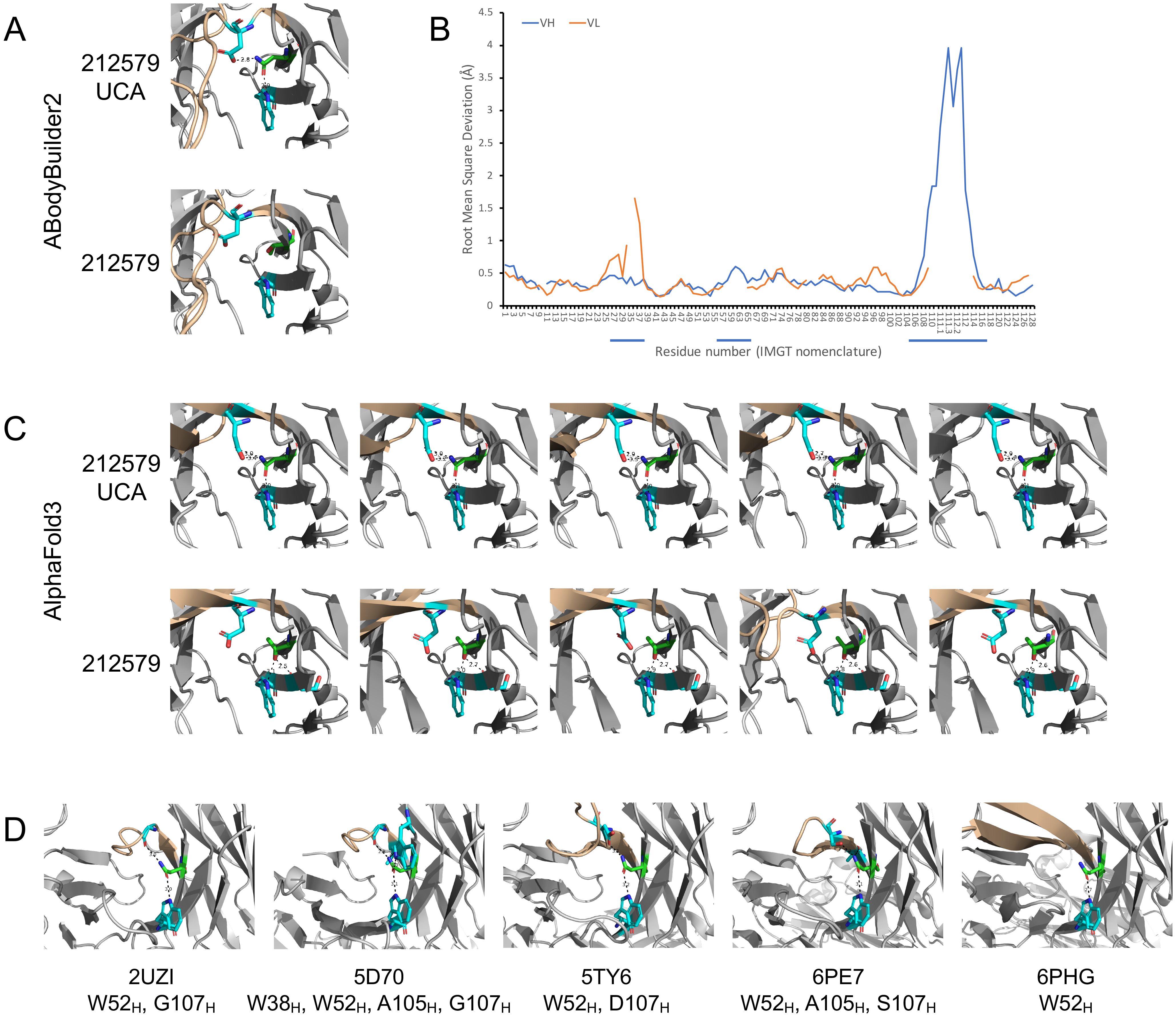 Section A shows protein structures modeled by ABodyBuilder2, with color-coded sections for 212579 UCA and 212579. Section B presents a line graph of root mean square deviation against residue number, with two lines for VH and VL. Section C illustrates structures predicted by AlphaFold3, similarly labeled with 212579 UCA and 212579. Section D displays multiple protein structures like 2UZI and 5D70 obtained from the Protein Data Bank, showing specific amino acid variations.