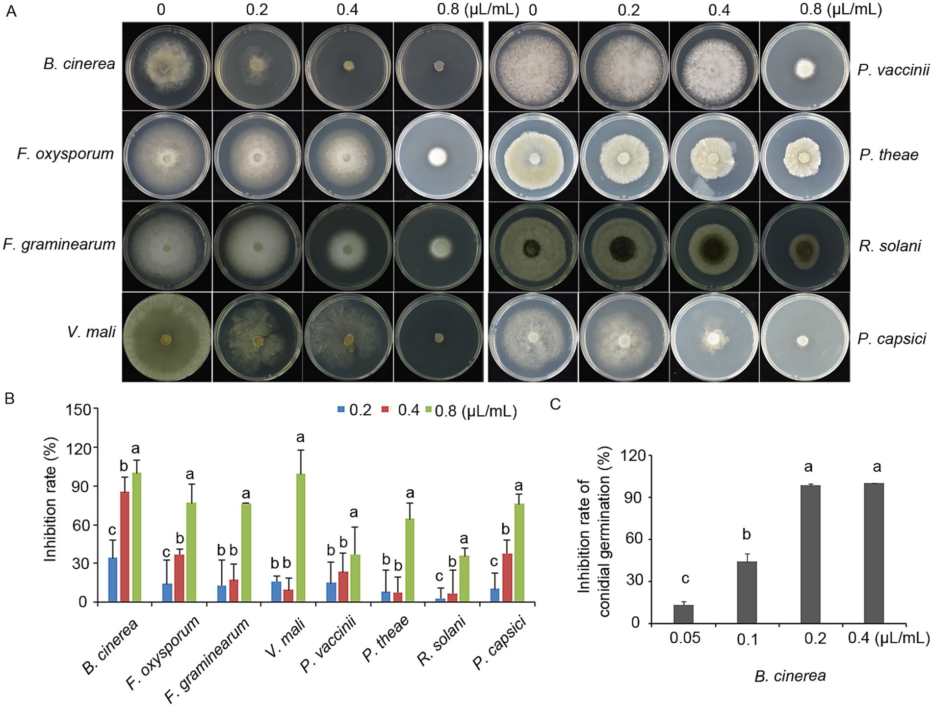 Panel A shows petri dishes with various fungi species treated with different concentrations of a substance (0, 0.2, 0.4, and 0.8 µL/mL), displaying varying growth inhibition. Panel B is a bar graph illustrating the inhibition rates of different fungi species at three concentrations. Panel C is a bar graph showing the inhibition rate of conidial germination of *B. cinerea* at four concentrations, with increased inhibition at higher concentrations.