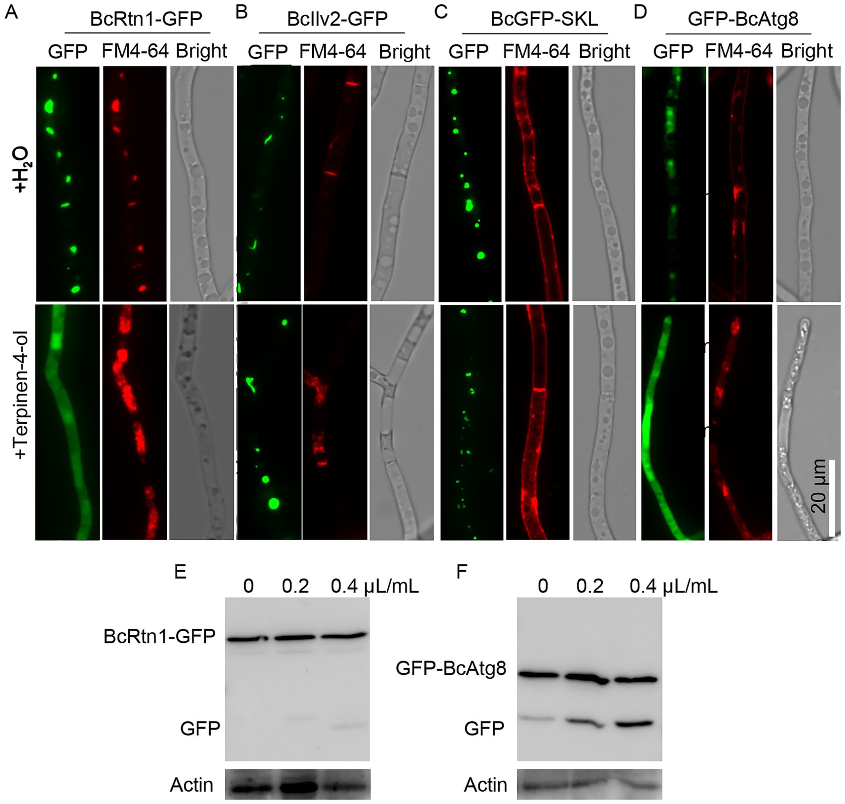 Microscopic images and western blot analyses illustrate the effects of H2O and terpineol-4-ol on different proteins. Panels A-D show fluorescence of GFP-tagged proteins and FM4-64 in fungal hyphae under both conditions, with corresponding bright field images. Scalebar indicates 20 micrometers. Panels E-F display western blots for BcRtn1-GFP and GFP-BcAtg8 with actin as a loading control, at varying concentrations.