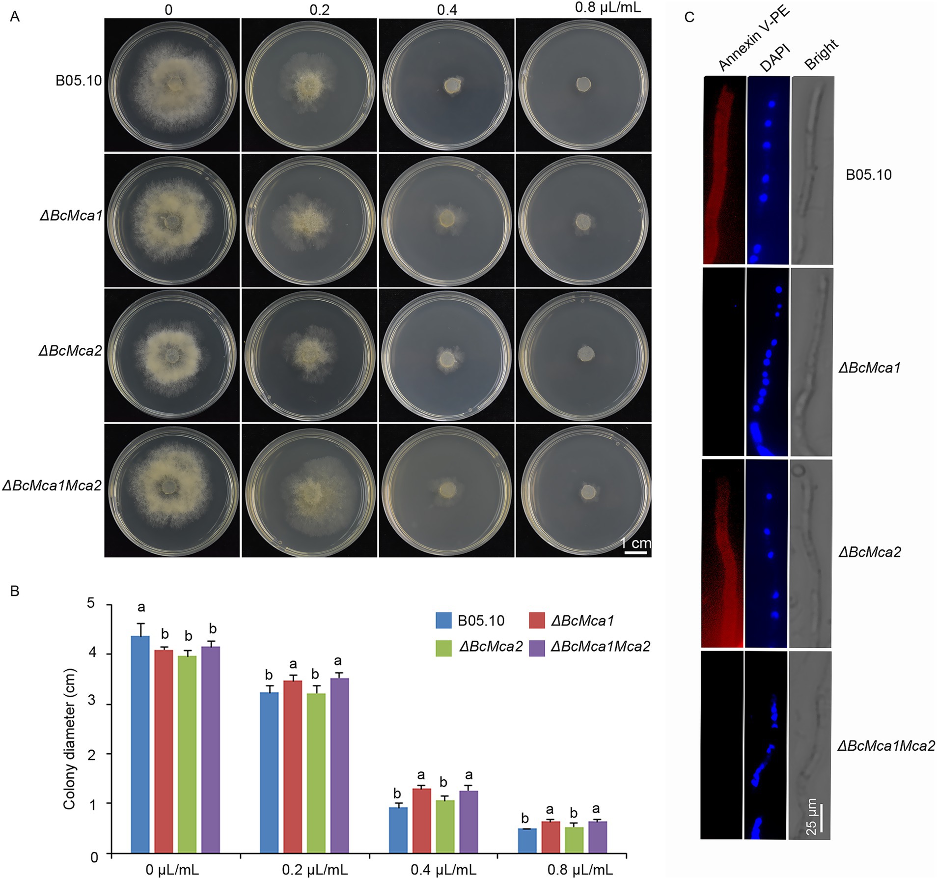Growth analysis of fungal mutants on PDA with varying concentrations of a substance. Panel A shows radial growth of different strains (B05.10, ΔBcMca1, ΔBcMca2, ΔBcMca1Mca2) on agar plates at 0, 0.2, 0.4, and 0.8 microliters per milliliter. Panel B is a bar graph comparing colony diameters across strains and concentrations. Panel C displays fluorescence microscopy images with Annexin V-PE, DAPI, and bright field, indicating cellular details across the strains. Scale bars indicate 1 centimeter for growth analysis and 25 micrometers for microscopy images.