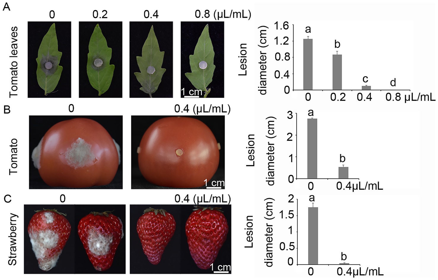 Panels A, B, and C display images of tomato leaves, tomatoes, and strawberries, respectively, treated with various concentrations of a substance. Each panel shows samples at concentrations of 0, 0.2, 0.4, and 0.8 microliters per milliliter (where applicable), accompanied by corresponding bar graphs illustrating lesion diameter reduction with increasing concentration.