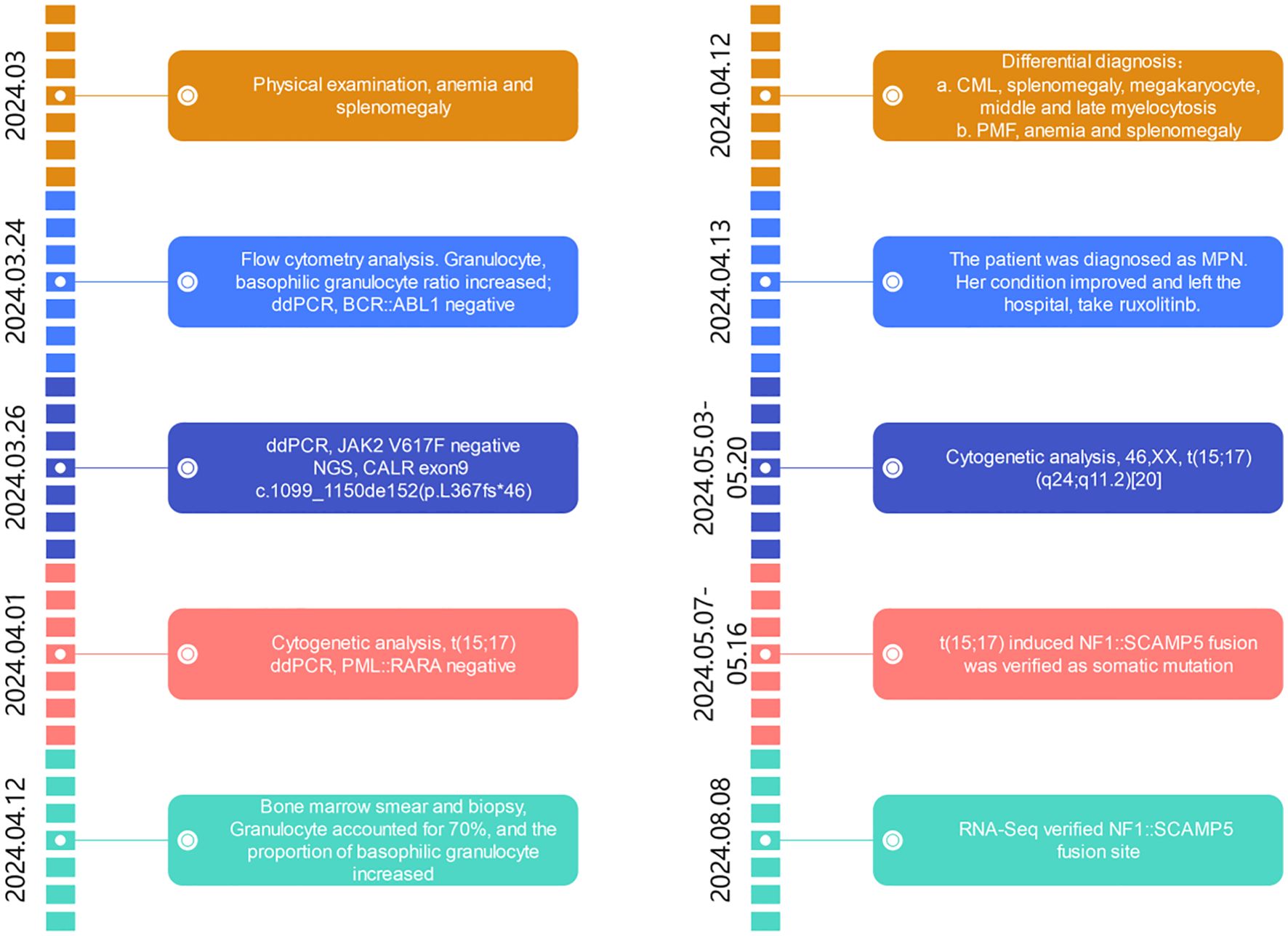 Timeline chart displaying a medical diagnosis journey from March to August 2024. Key events include physical examination findings, flow cytometry and genetic analysis results, a differential diagnosis of CML and PMF, MPN diagnosis, cytogenetic analysis discoveries, and the verification of an NF1::SCAMP5 fusion site. Various tests and patient outcomes are noted throughout.
