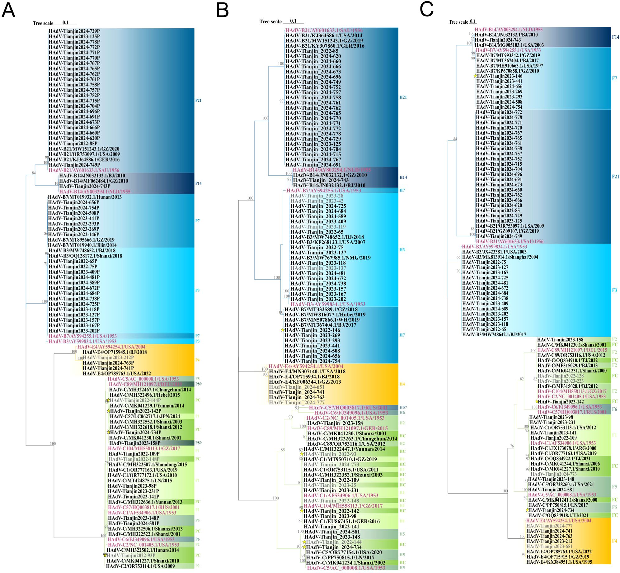 Phylogenetic trees showing relationships among various H5N1 influenza virus strains. Each tree is color-coded to distinguish different clusters or groups. The strains are labeled with their identifiers and locations. The trees display the evolutionary distances, with a scale of 0.1 indicated at the top of each. Each node shows bootstrap values, indicating the confidence level in the branching patterns. The three trees are visually similar, suggesting repeated analyses or comparisons under different conditions.