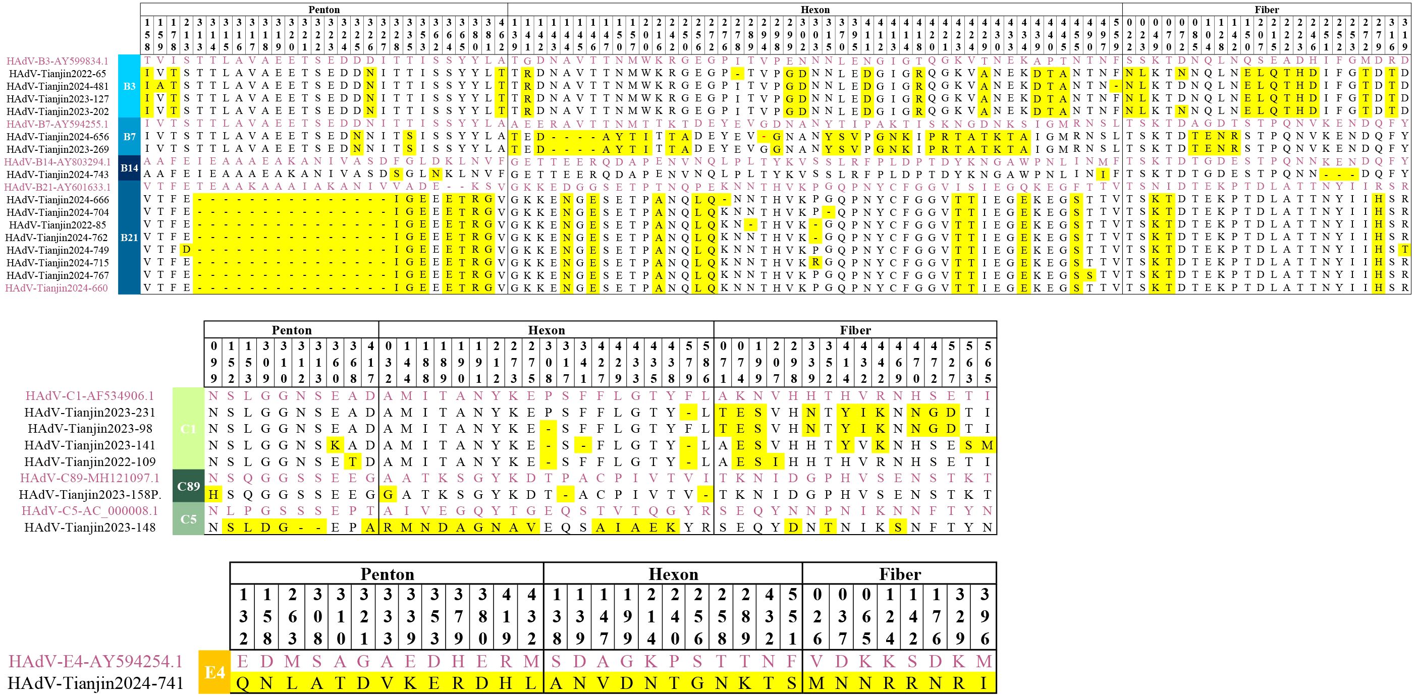 A detailed genetic alignment chart compares sequences labeled as Penton, Hexon, and Fiber among various HAdV strains. Colored highlights, primarily in yellow, indicate sequence variations or similarities across different strains, which are grouped and labeled with identifiers like B3, B7, B14, and others. The chart's complex data visualizes genetic variability and commonality among adenovirus types.