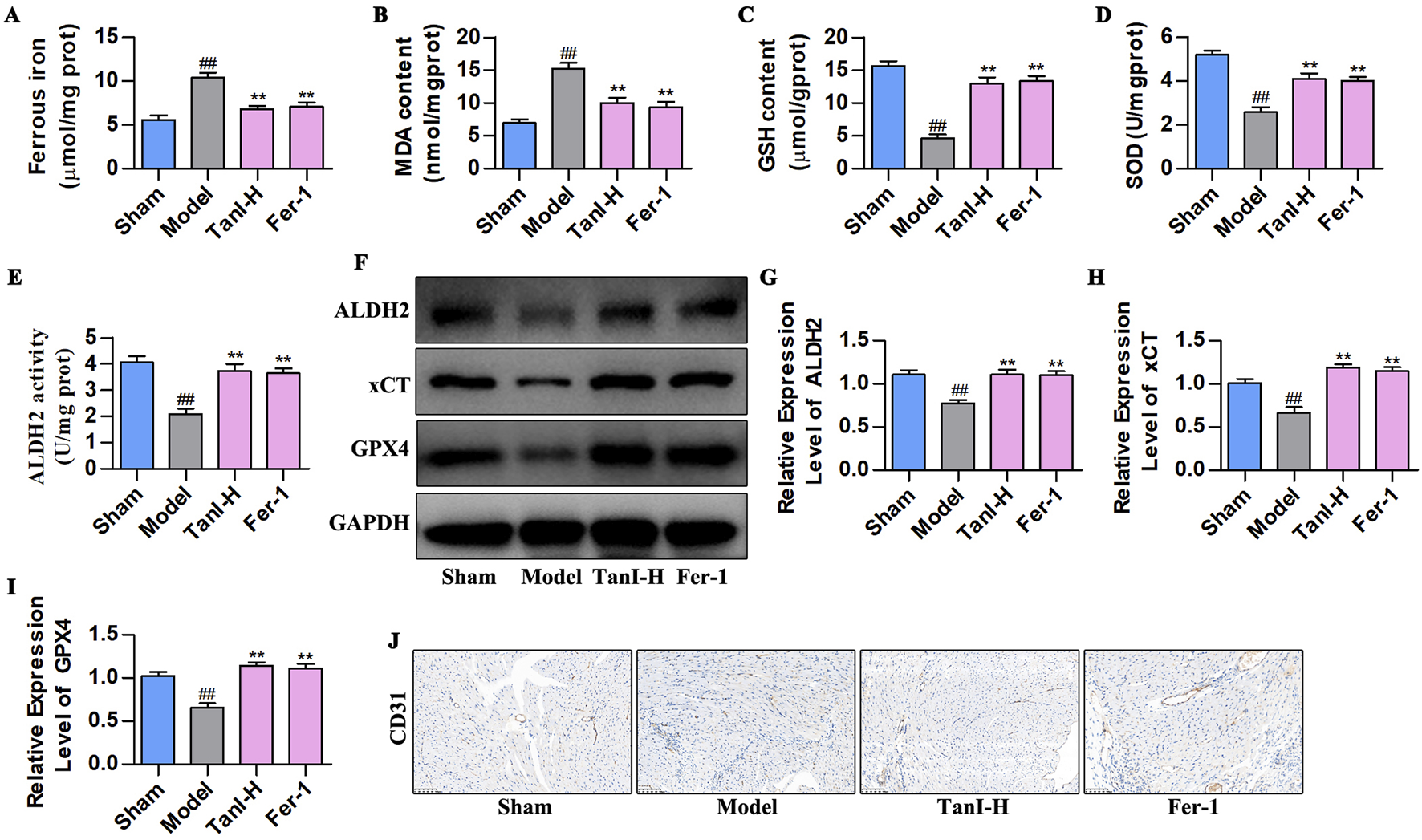 Bar charts, Western blot images, and microscopy slides comparing different groups: Sham, Model, TanI-H, and Fer-1. Charts A-E illustrate variations in ferrous iron, MDA content, GSH content, SOD, and ALDH2 activity. G-I show relative expression levels of ALDH2, xCT, and GPX4. Panel F presents protein bands for ALDH2, xCT, GPX4, and GAPDH. J shows CD31 staining in tissue samples. Statistical significance is denoted by symbols.