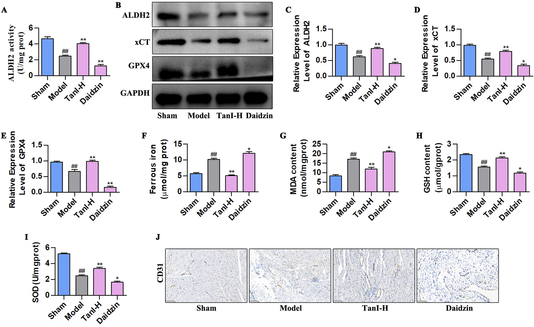 The image contains multiple panels displaying biochemical data and images. Panels A, C, D, E, F, G, H, and I show bar graphs comparing ALDH2 activity, expression levels of ALDH2, xCT, GPX4, ferrous iron levels, MDA content, GSH content, and SOD activity across four groups: Sham, Model, TanI-H, and Daidzin. Significant differences are indicated with asterisks. Panel B shows Western blot results for ALDH2, xCT, GPX4, and GAPDH across these groups. Panel J displays microscopic images of tissue labeled with CD31 for the Sham, Model, TanI-H, and Daidzin groups, illustrating variations in staining.