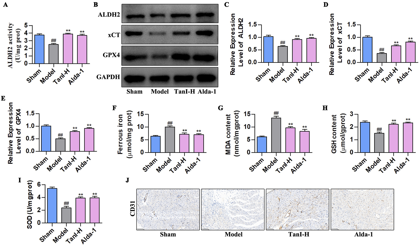 A set of biochemical graphs and a gel image showing the effects of Sham, Model, TanI-H, and Alda-1 treatments on various parameters. Graph A shows ALDH2 activity, and Graphs C to I display relative expression levels of ALDH2, xCT, GPX4, ferrous iron, MDA content, GSH content, and SOD levels. Bar graphs with varying values indicate significant differences, marked with asterisks and hashtags. Part B is a protein gel image showing bands for ALDH2, xCT, GPX4, and GAPDH under different treatments. Panel J shows histology images of CD31-stained sections for each treatment group, highlighting tissue vascularization differences.