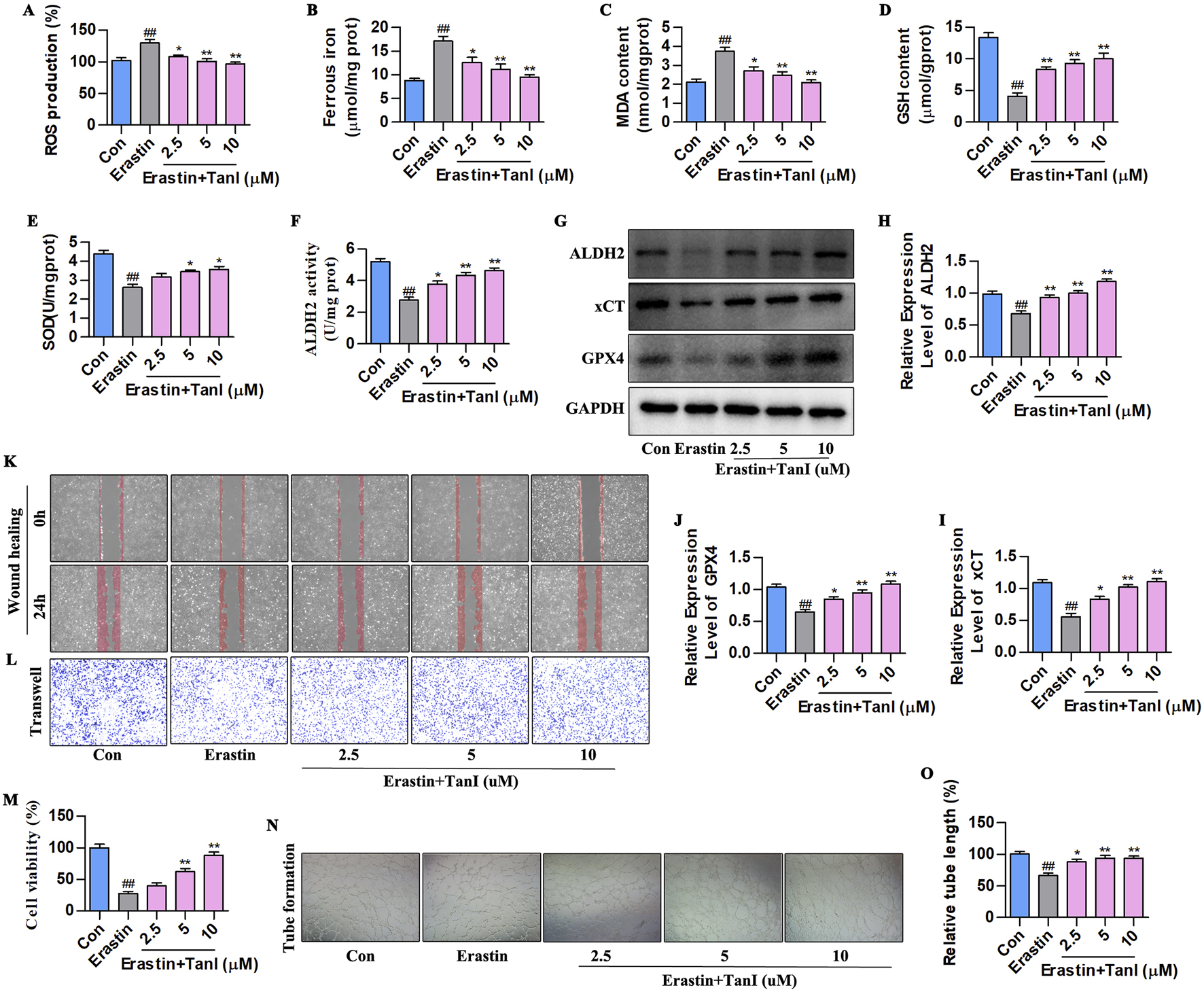 Graphs and images demonstrate the effects of Erastin combined with various concentrations of TanI (2.5, 5, 10 µM) on several cellular parameters. Bar graphs (A-F, H, J-M, O) show measurements like ROS production, ferrous iron, and cell viability. Panel G presents protein band expressions for ALDH2, xCT, GPX4, and GAPDH. Panel K illustrates wound healing assays at 0 and 24 hours, while panel L shows Transwell migration assays. Panel N depicts tube formation under different conditions. Results indicate significant changes compared to controls, with various concentrations of TanI affecting the assays differently.