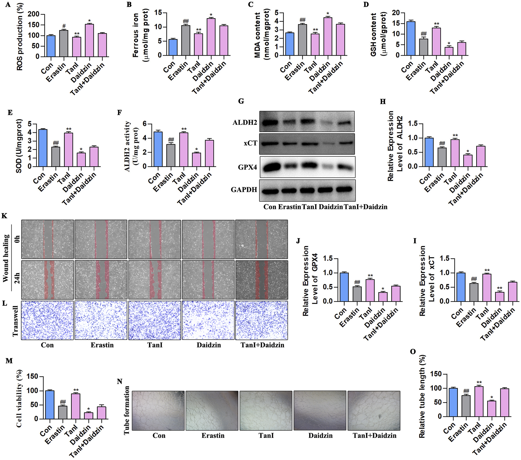 Various bar graphs, a Western blot, and cell images depict experimental data. Graphs A-F and H-J display results for ROS production, ferrous iron concentration, MDA, GSH content, SOD, ALDH2 activity, and protein levels. Panel G shows a Western blot for ALDH2, xCT, GPX4, and GAPDH. Panels K-L depict wound healing and transwell assays. Panels M-O display cell viability and tube formation data. The study compares control, Erastin, TanI, Daidzin, and TanI+Daidzin groups, highlighting significant differences.