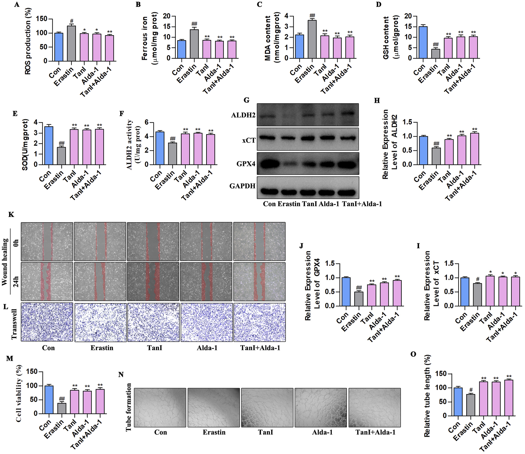 A multi-panel scientific figure showing results from experiments. Bar graphs in panels A-F and H-M present data on reactive oxygen species production, ferrous iron, malondialdehyde content, GSH content, SOD and ALDH2 activity, and cell viability, with variations between control, Erastin, TanI, Alda-1, and TanI+Alda-1 groups. Panel G displays a Western blot for proteins ALDH2, xCT, GPX4, and GAPDH. Panel K shows wound healing assay images at 0 and 24 hours. Panel L depicts Transwell assay results, and panel N shows tube formation assays. Panel O presents a bar graph on relative tube length.