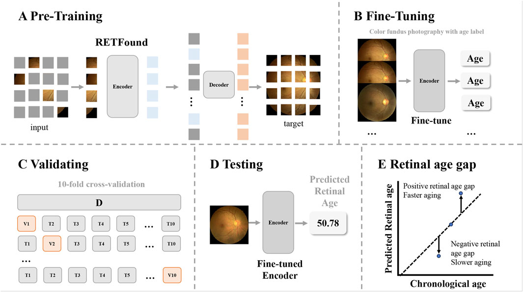 Diagram of a research process on predicting retinal age. In section A, pre-training is shown with RETFound encoder and decoder. Section B illustrates fine-tuning with fundus images labeled by age. Section C demonstrates validation using 10-fold cross-validation. Section D shows testing, resulting in a predicted retinal age of 50.78. Section E displays a graph of retinal age gap, highlighting faster and slower aging in relation to chronological age.