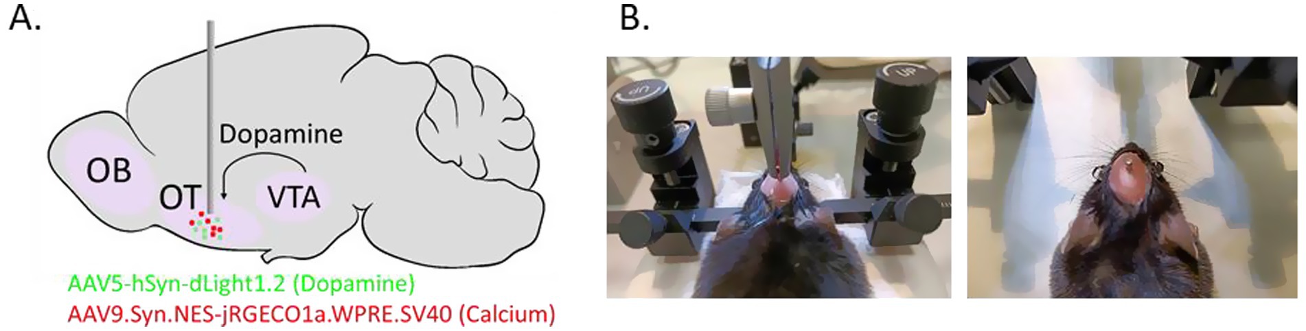 Diagram labeled
