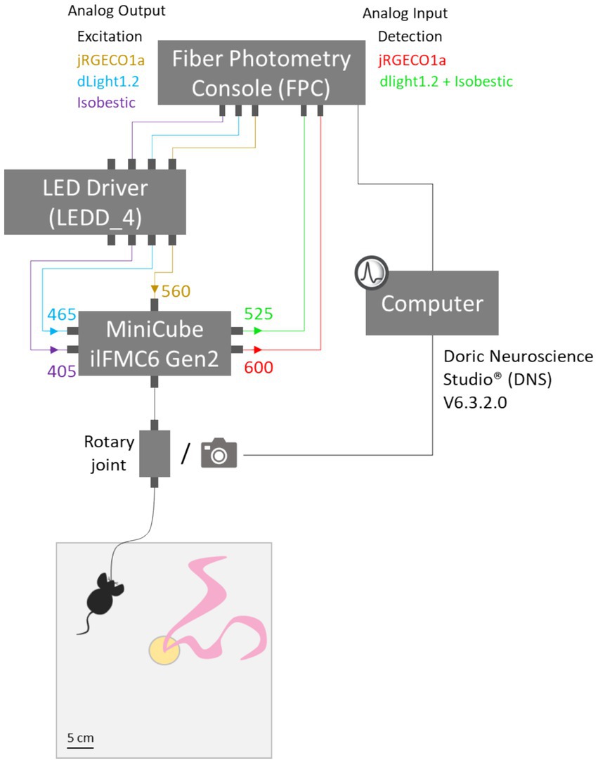 Diagram showing a fiber photometry setup. The Fiber Photometry Console (FPC) connects to a computer and LED Driver (LEDD_4). The LED Driver connects to a MiniCube (iLFMC6 Gen2) with various colored lines indicating different wavelengths. The MiniCube connects to a rotary joint and a camera, which lead to an illustrative mouse performing an experiment. Labels indicate specific excitation and detection signals, and the software used is Doric Neuroscience Studio (DNS) V6.3.2.0.