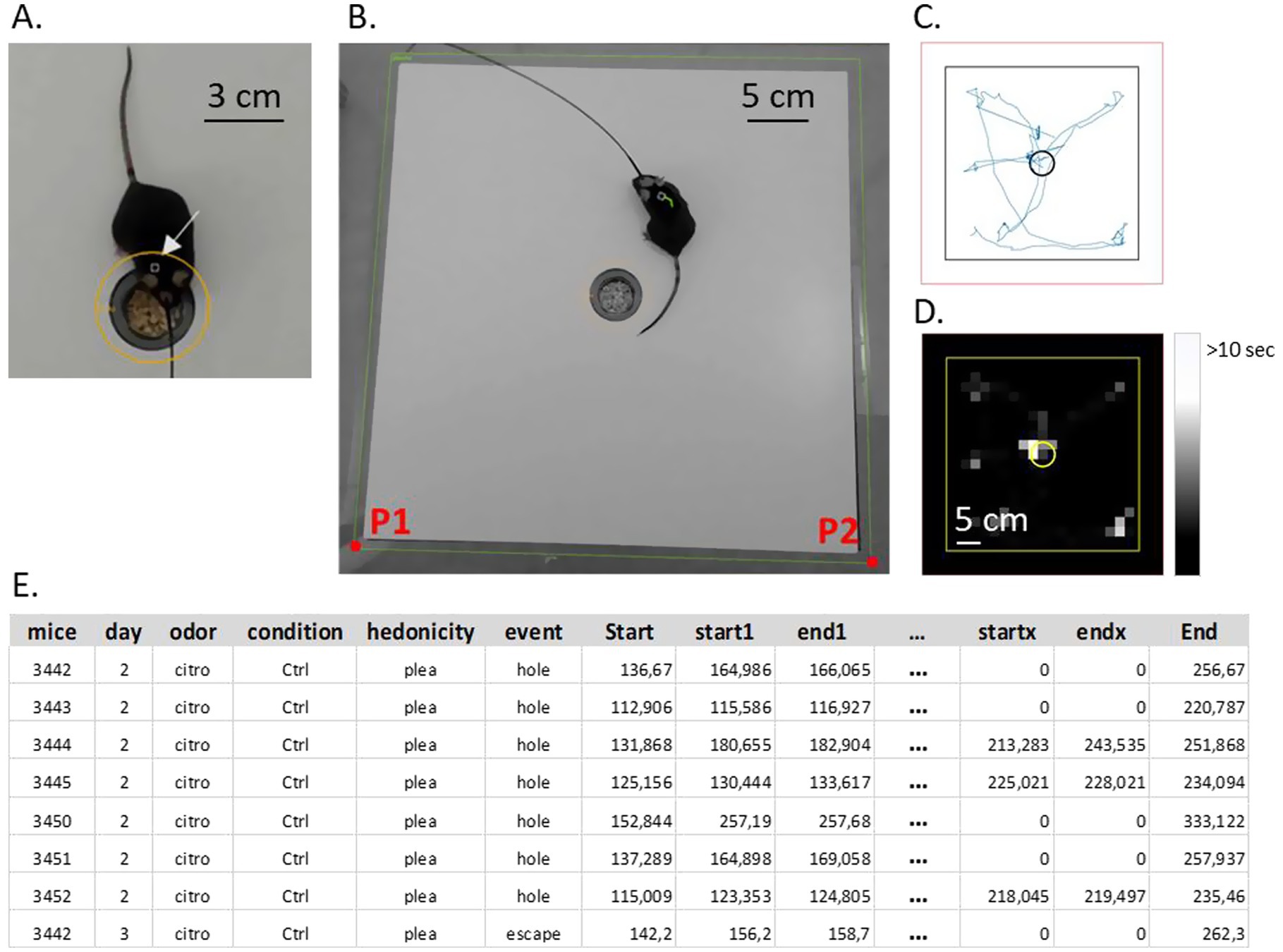 A collage of images and a table displays an experiment involving mice. Panel A shows a mouse near a hole, marked with a circle, and an arrow pointing at the mouse. Panel B displays the mouse on a larger surface with labeled corners P1 and P2, and a scale indicating 5 cm. Panel C illustrates a path traced by the mouse inside a square. Panel D is a heat map with a color scale indicating time spent, with brighter areas showing over 10 seconds. Panel E contains a table with data columns on mice, day, odor, condition, event, and time metrics.
