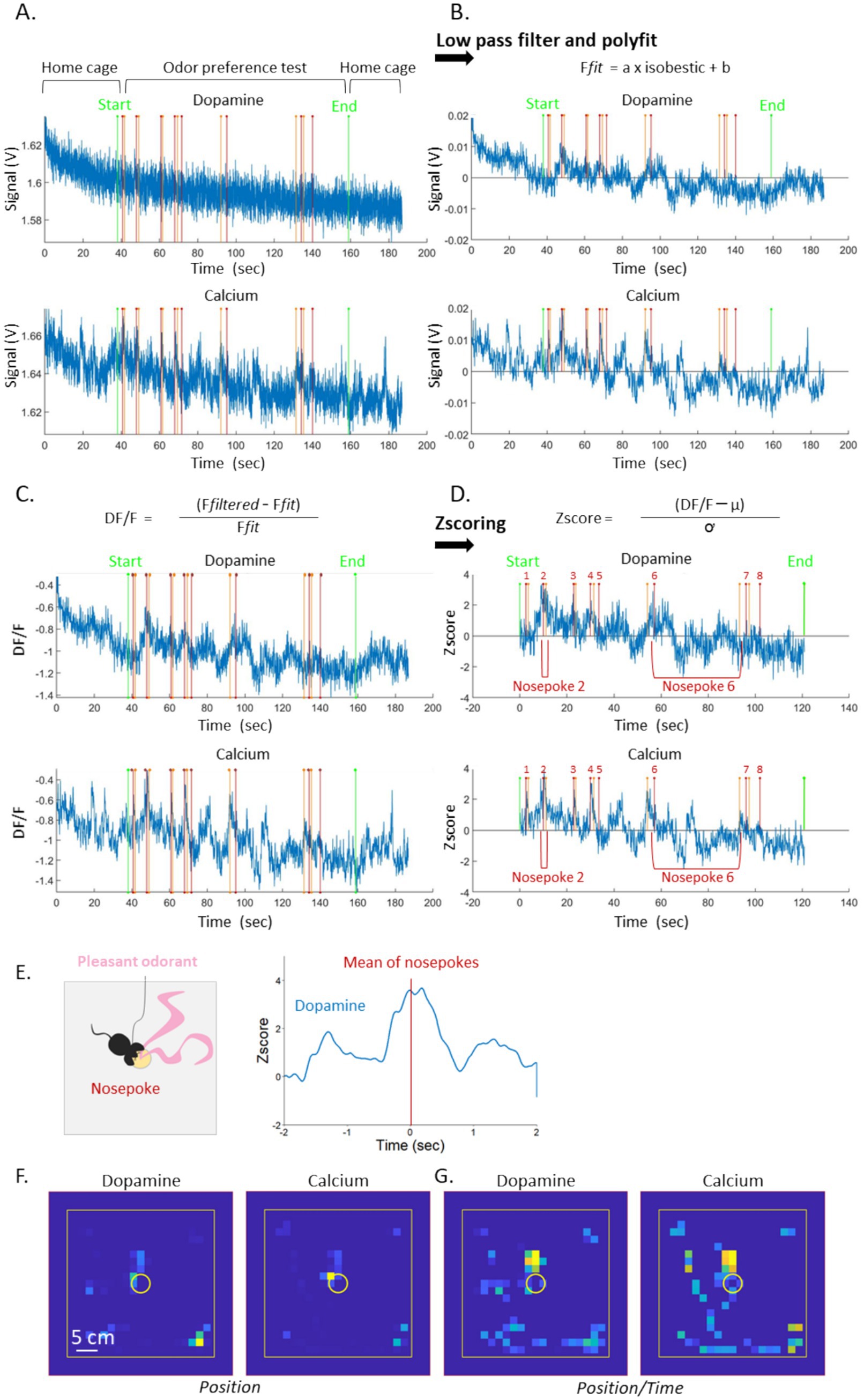 Graphs display dopamine and calcium signals over time with different processing steps. Panels A-D show raw, filtered, DF/F, and Z-scored data. Panel E illustrates nosepoke response with a related line graph. Panels F and G show position/time heatmaps for dopamine and calcium with color-coded intensities.