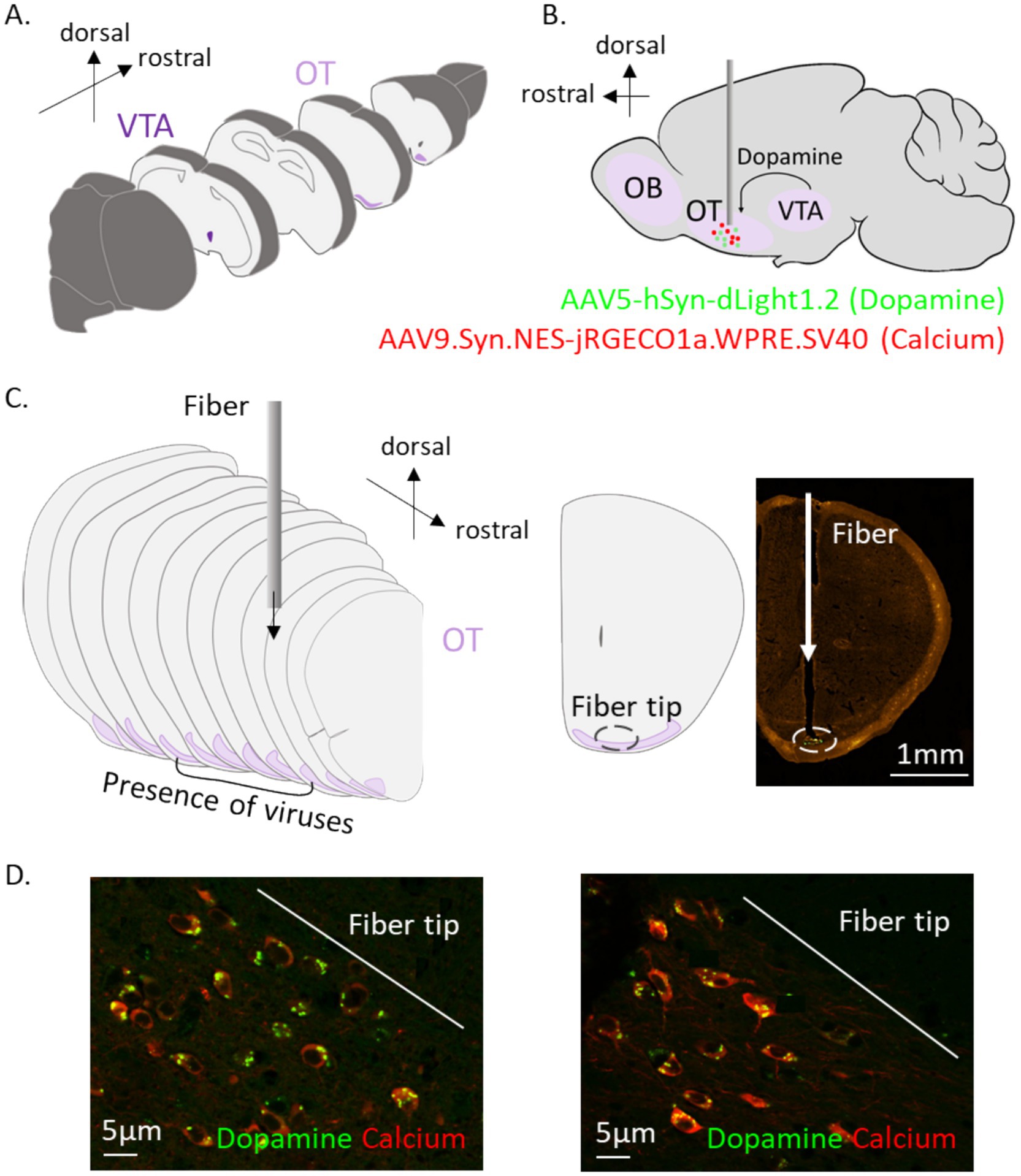 Diagrams and images depicting neural structures and viral vector targeting in a mouse brain. Panel A shows a sagittal view with the ventral tegmental area (VTA) and olfactory tubercle (OT) labeled. Panel B illustrates the injection sites: AAV5-hSyn-dLight1.2 for dopamine (in green) and AAV9.Syn.NES-jRGECO1a.WPRE.SV40 for calcium (in red), targeting the olfactory bulb (OB), OT, and VTA. Panel C presents a visualization of viral spread and fiber placement. Panel D shows fiber tip placement with fluorescence imaging indicating dopamine (in green) and calcium (in red) presence at a cellular level. Scale bars indicate size.