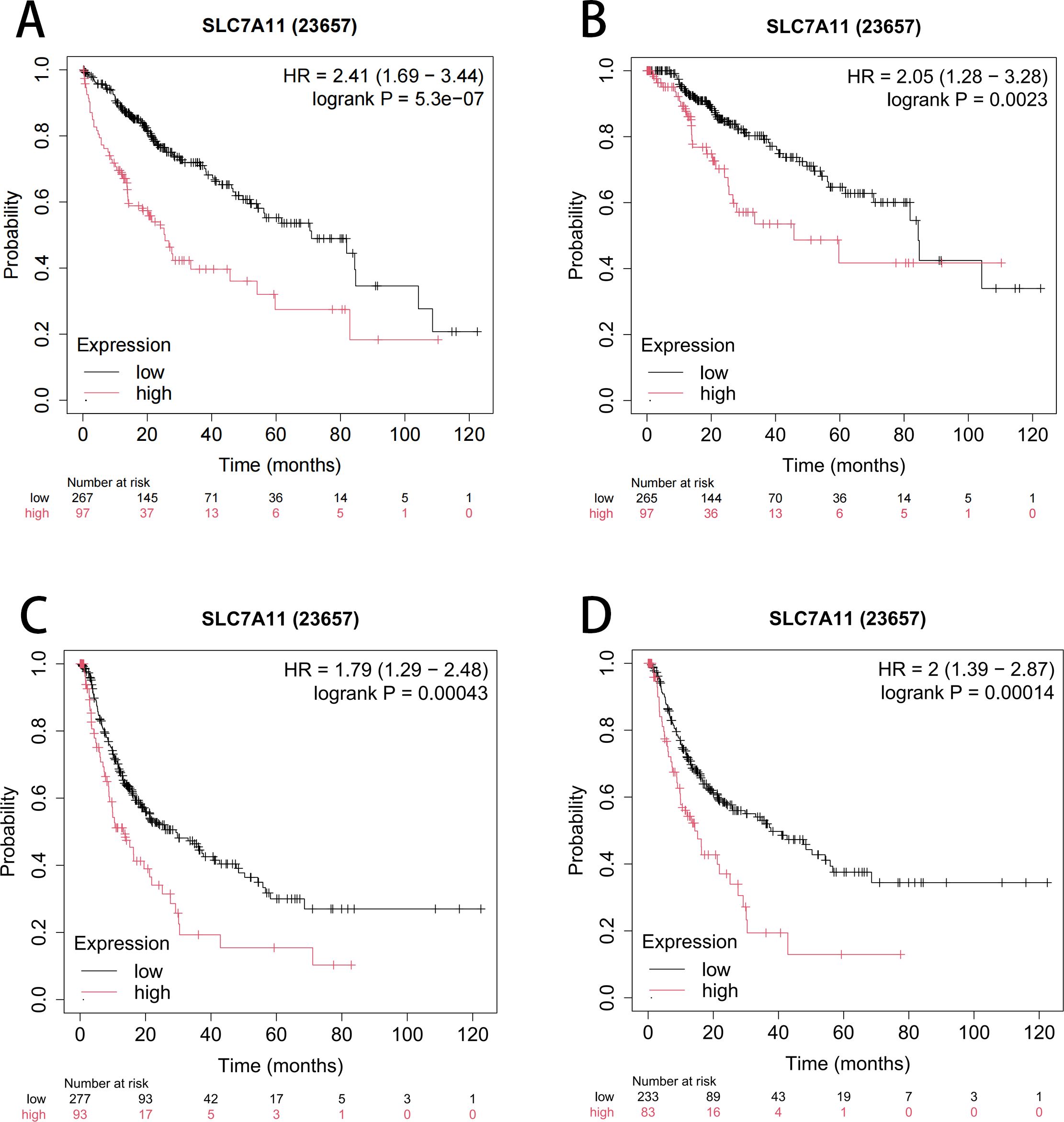 Kaplan-Meier survival curves (A-D) for SLC7A11 (gene ID: 23657) with high and low expression groups. Hazard ratios and log-rank p-values indicate significant differences. Time is measured in months, and probabilities range from zero to one. Numbers at risk are displayed below each plot. Key differences in survival are illustrated between high and low expression groups.