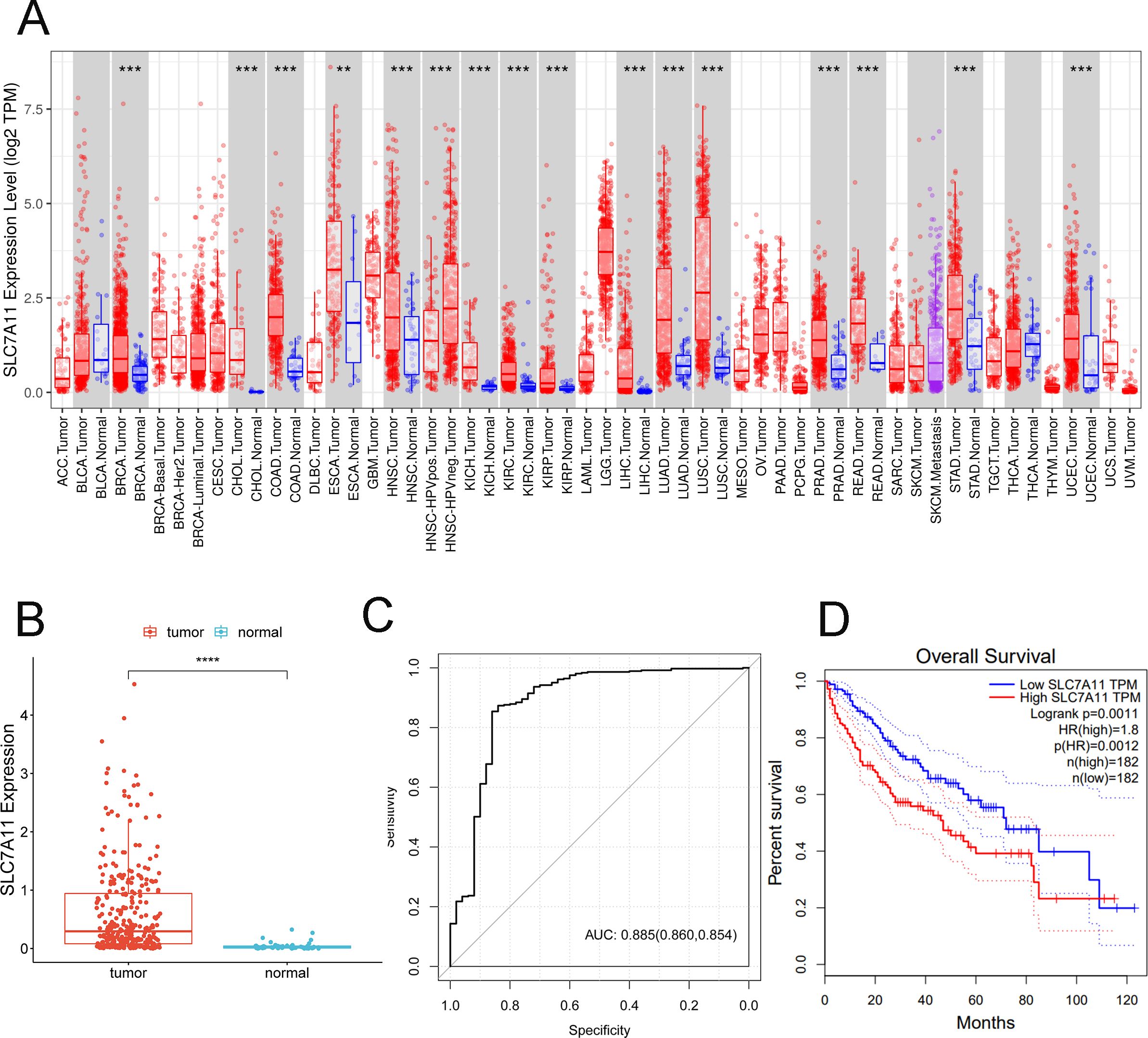 Panel A shows a box plot comparing SLC7A11 expression levels in various tumor and normal tissues. Panel B illustrates SLC7A11 expression in tumors versus normal tissues with distinct segregation. Panel C presents a receiver operating characteristic (ROC) curve with an area under the curve (AUC) of 0.865. Panel D depicts an overall survival curve comparing low and high SLC7A11 TPM levels, with significant differences indicated.