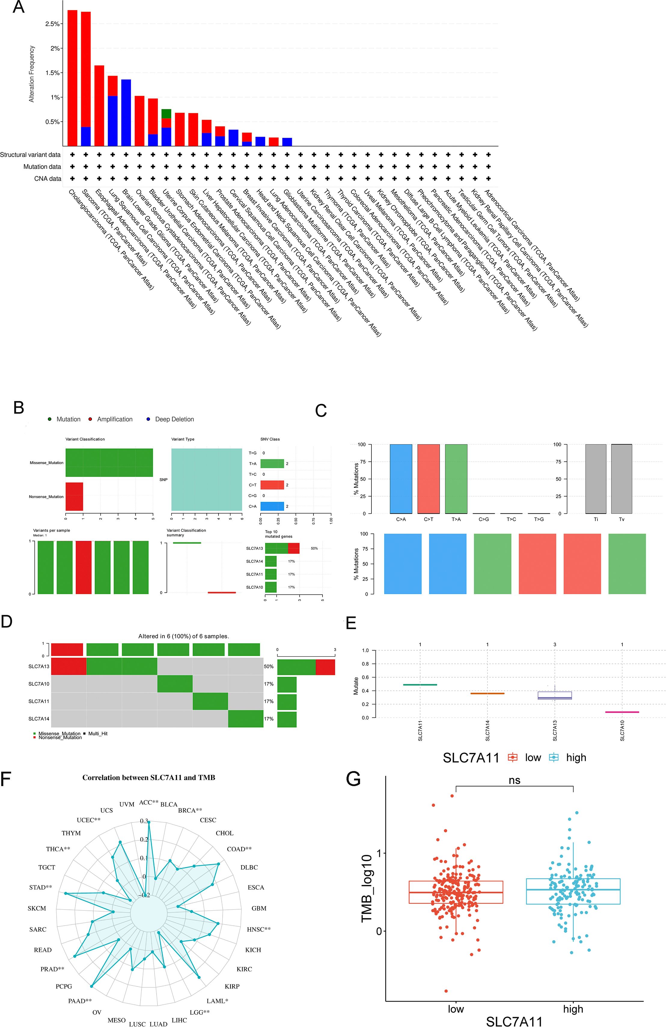 The multi-panel image shows various statistical visualizations related to genetic variations. Panel A presents a bar graph of mutation frequency across different cancer types. Panel B consists of multiple charts depicting mutation classifications, variant types, and distribution per sample. Panel C displays bar graphs on the percentage of mutations and transversions. Panel D shows a heat map of alterations in six samples. Panel E is a box plot comparing mutation numbers across different SLC7 genes. Panel F is a radar chart illustrating the correlation between SLC7A11 and TMB. Panel G features a box plot comparing TMB levels in high and low SLC7A11 expression groups.
